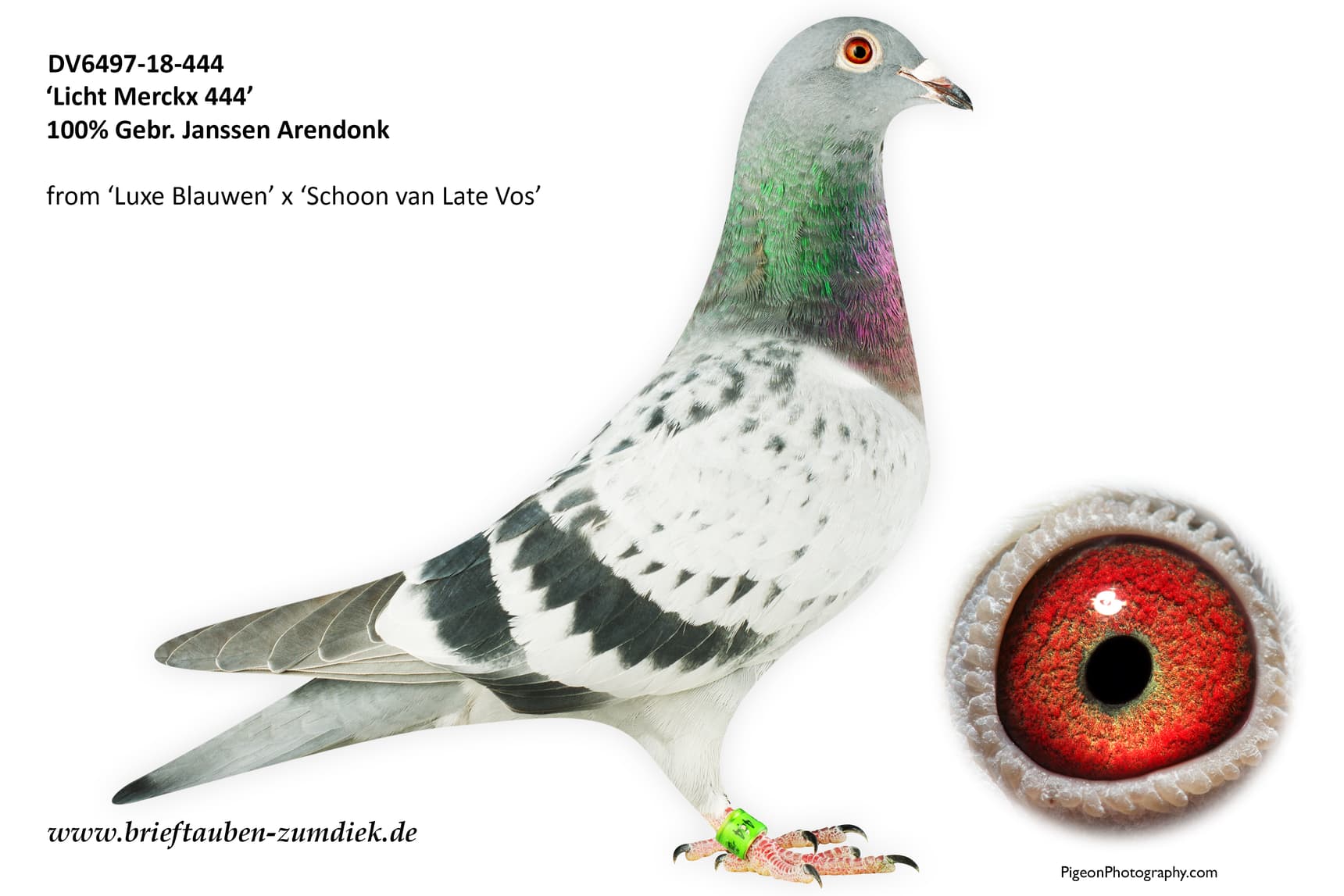 pigeon: Licht Merckx 444