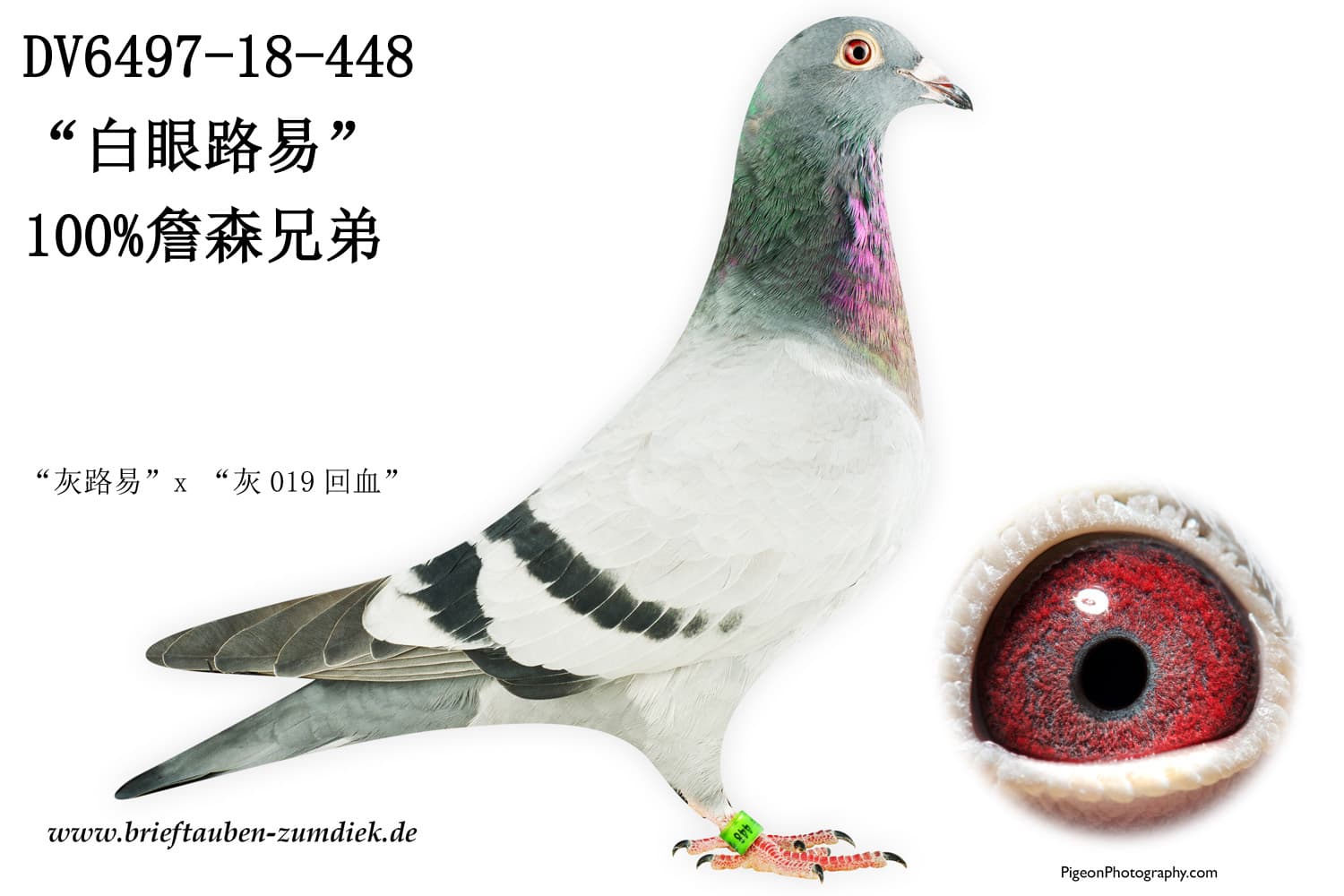 pigeon: undefined