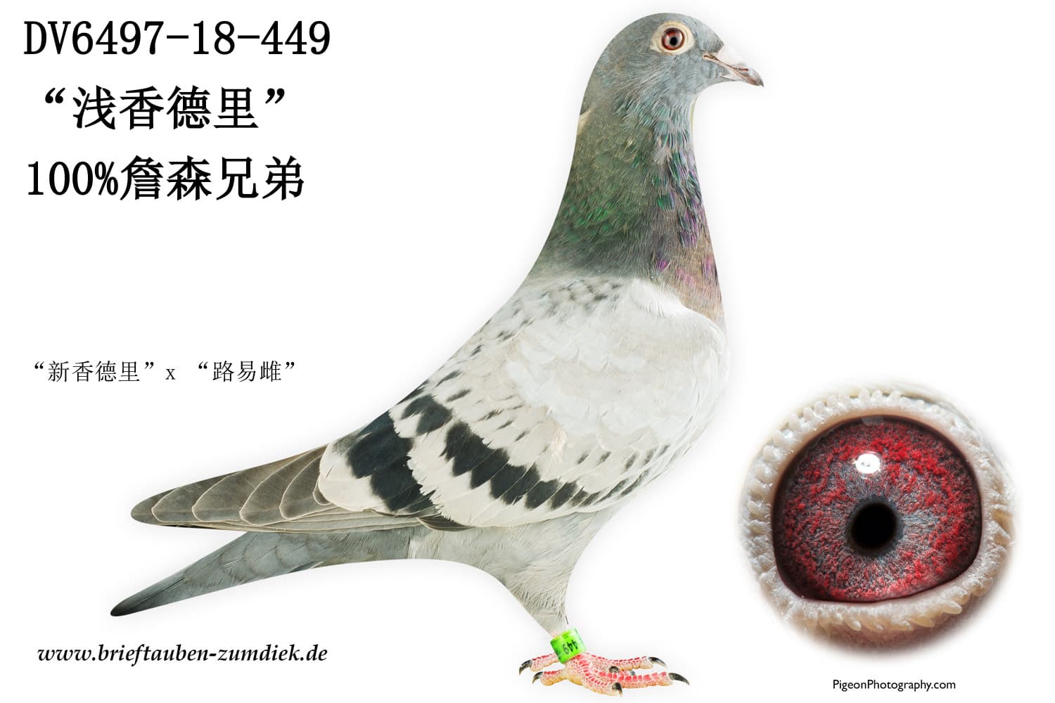 pigeon: undefined