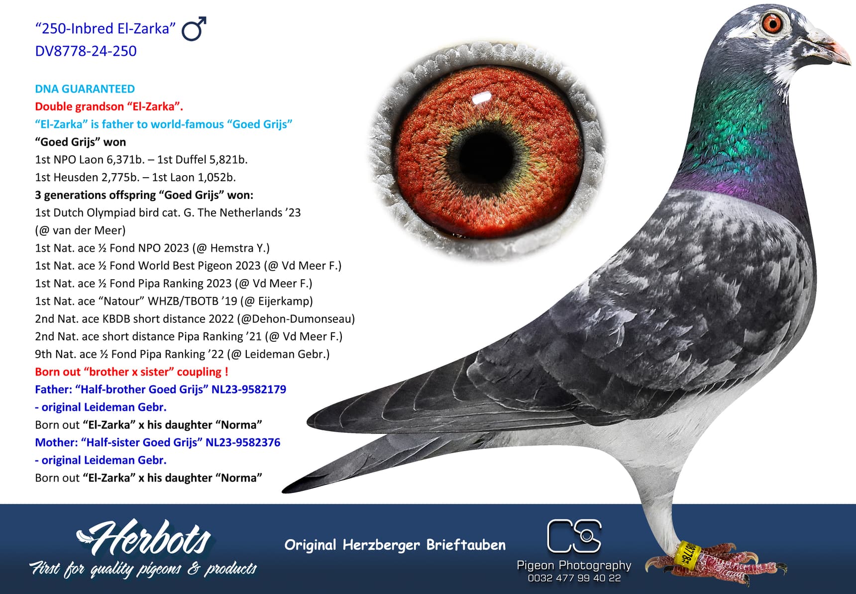 287-Son Leoni” - DV-08778-24-287