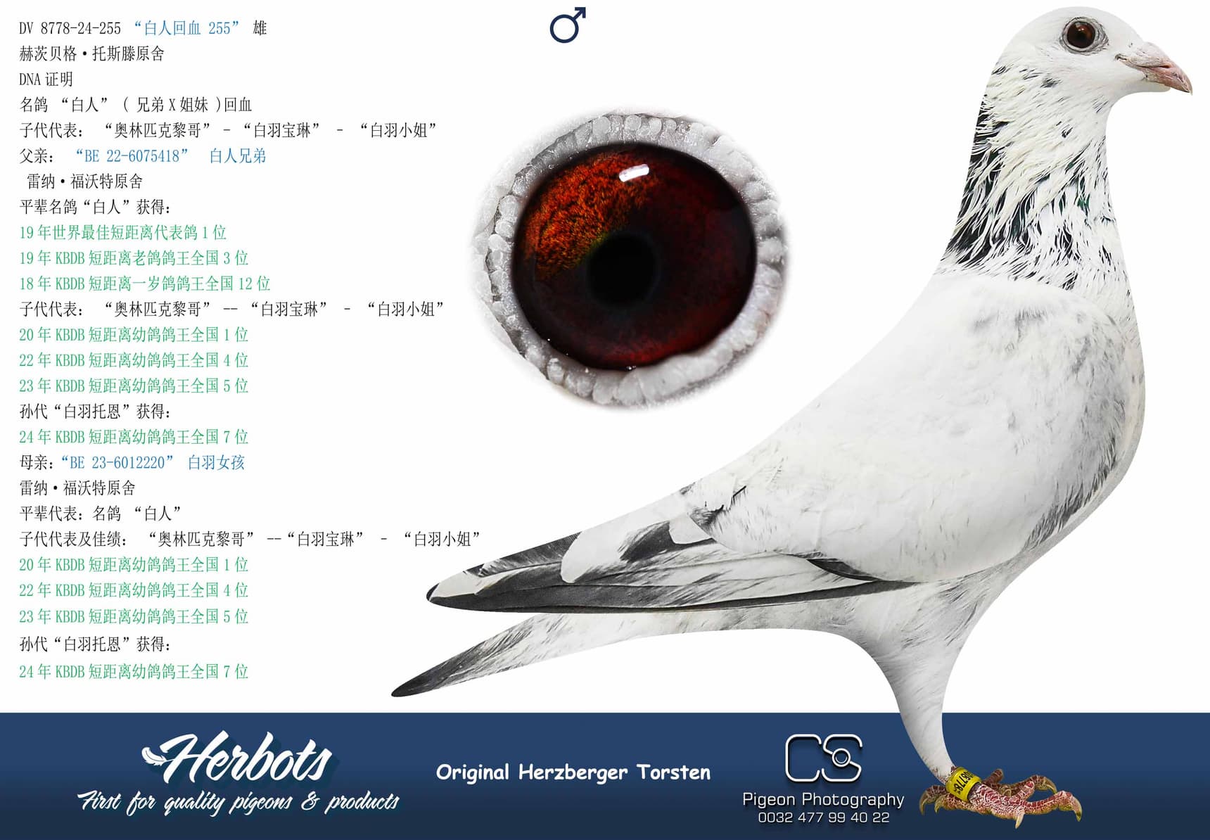 pigeon: “白人回血 255”