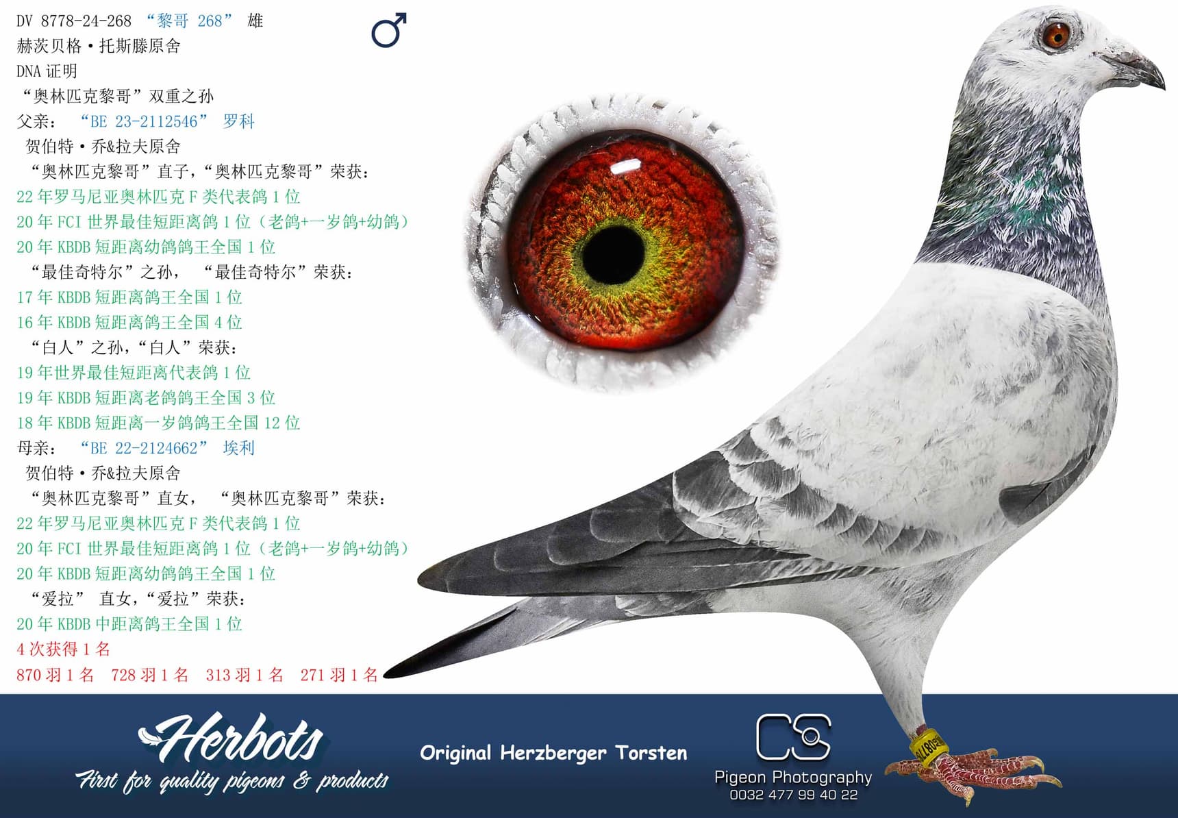 pigeon: “黎哥 268”