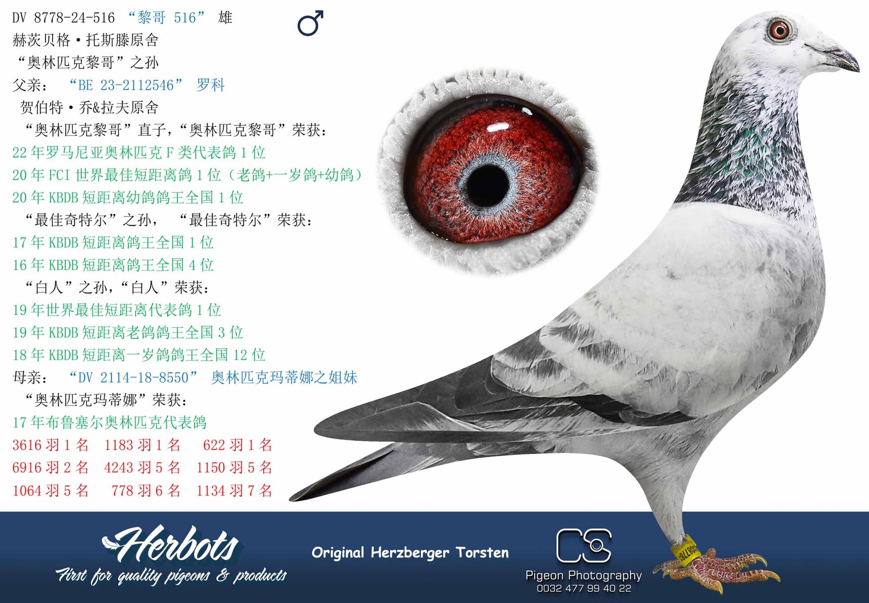 pigeon: “黎哥 516”