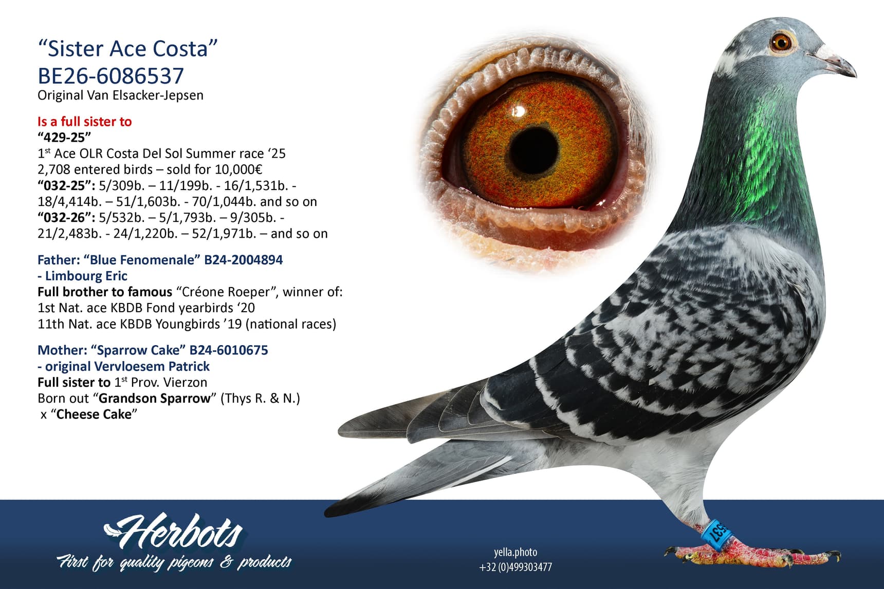 pigeon: undefined