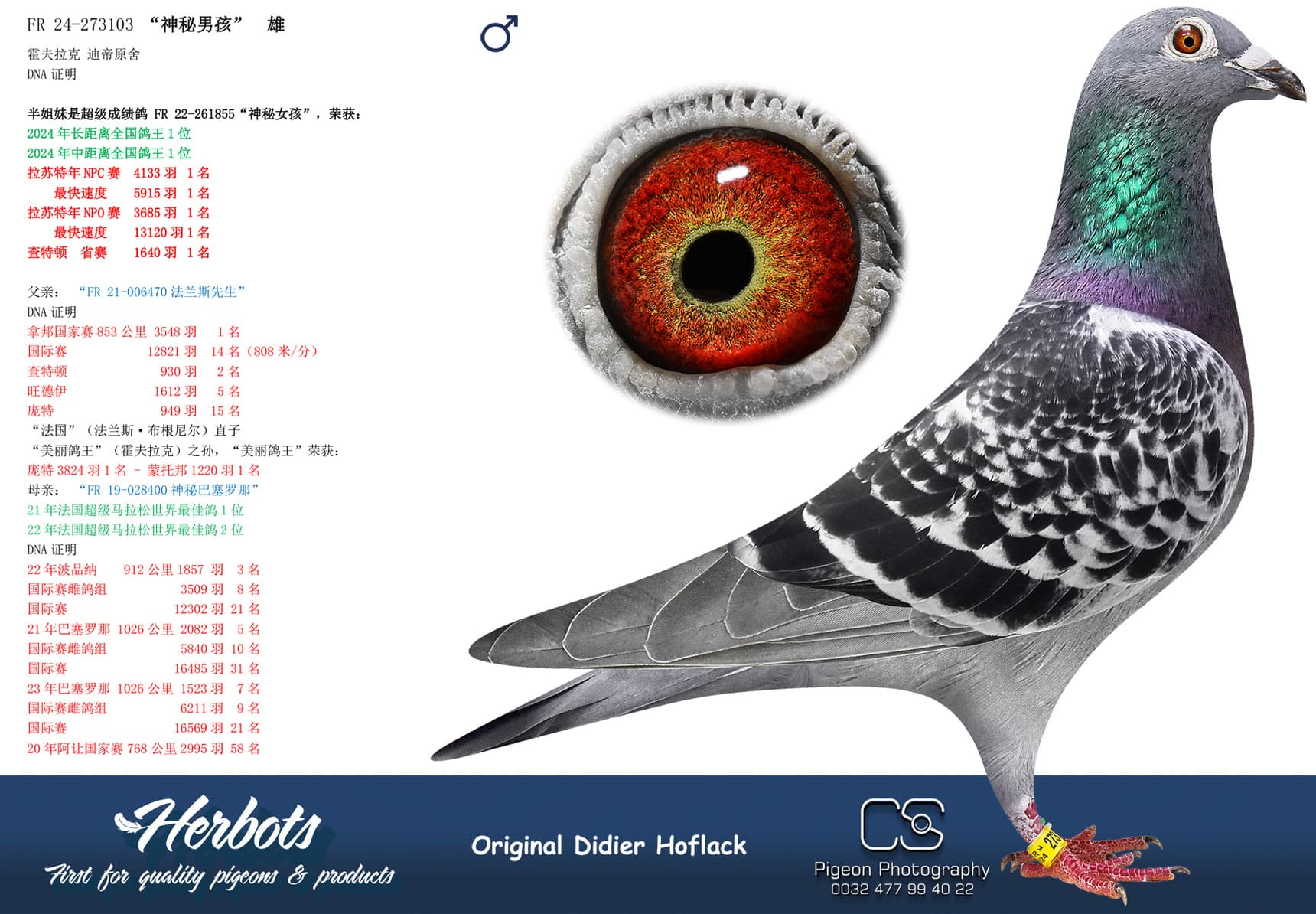 pigeon: “神秘男孩103”