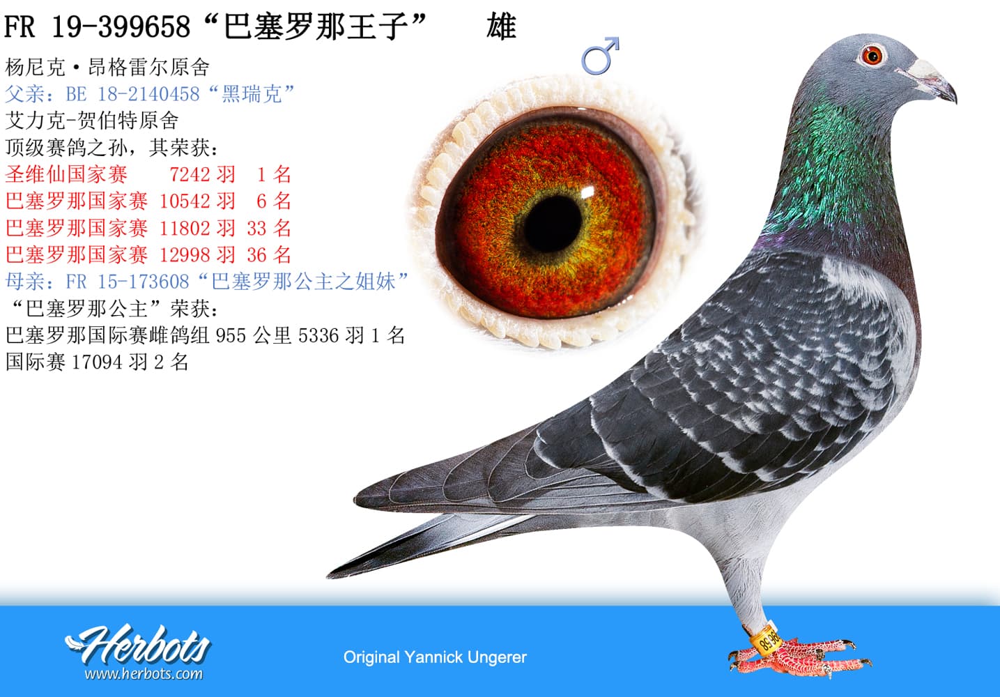 pigeon: undefined