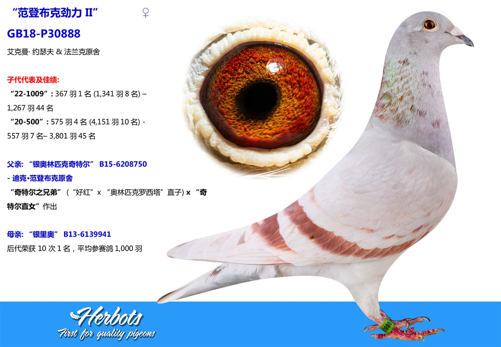 pigeon: undefined