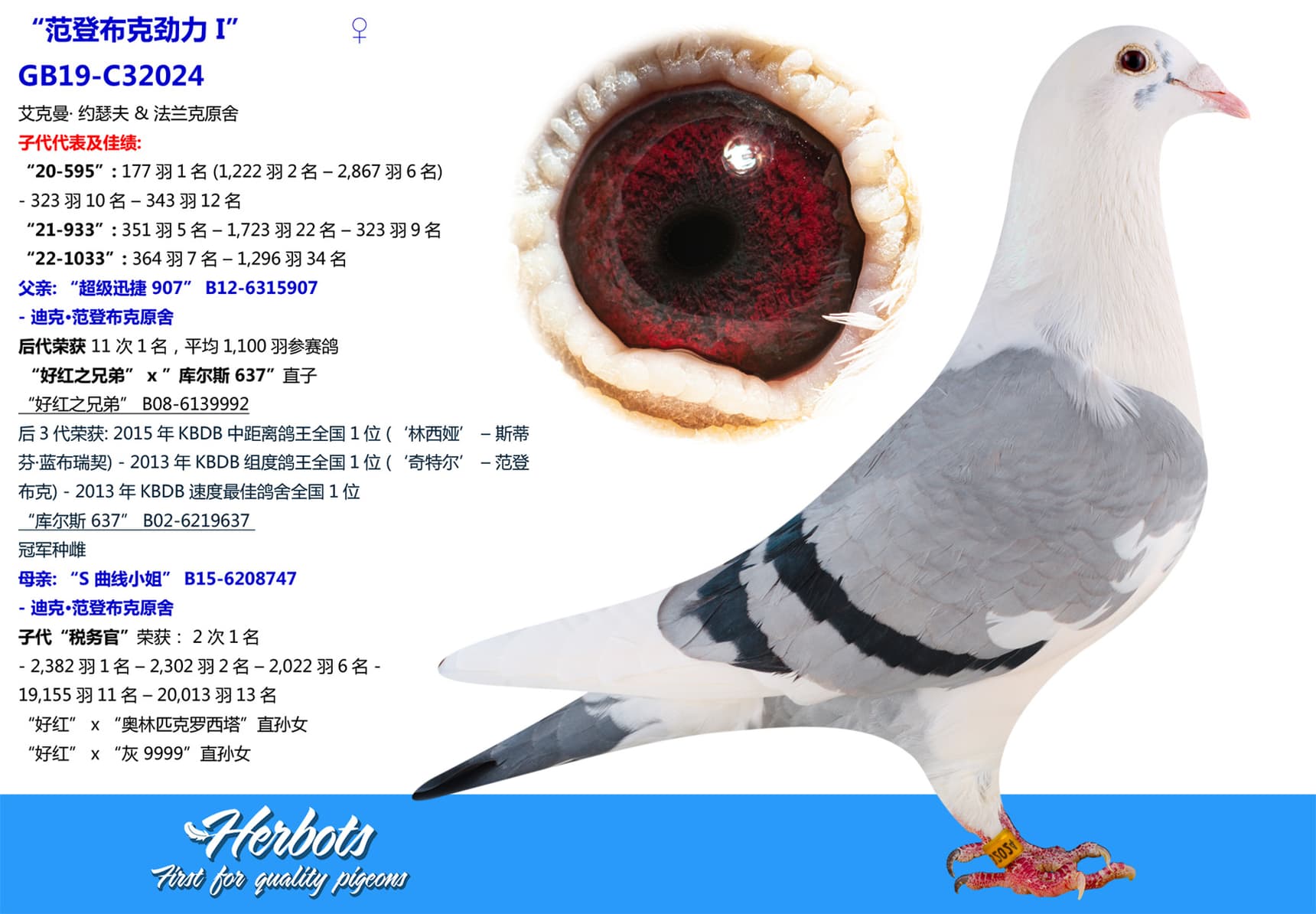 pigeon: undefined