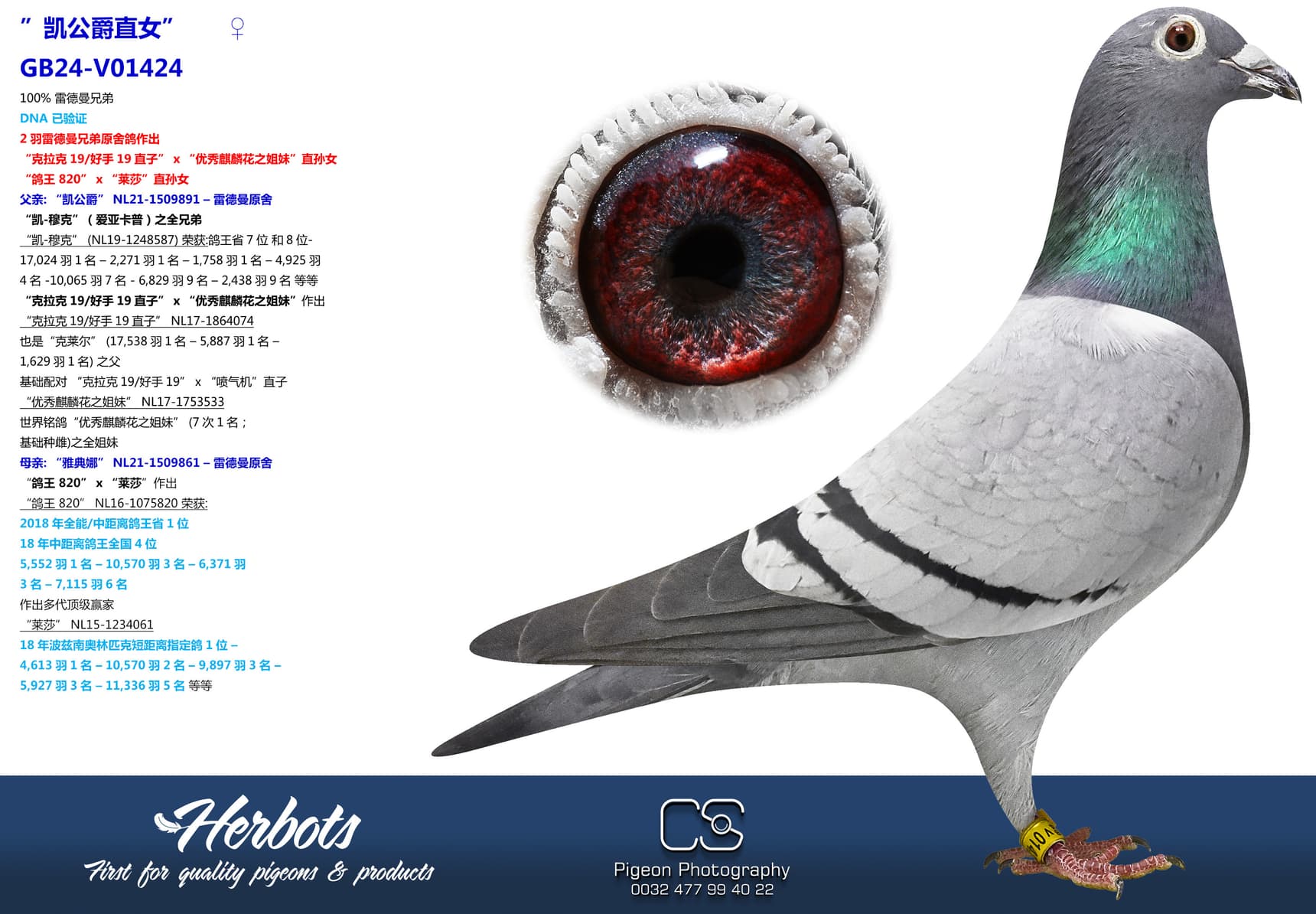 pigeon: ”凯公爵直女”