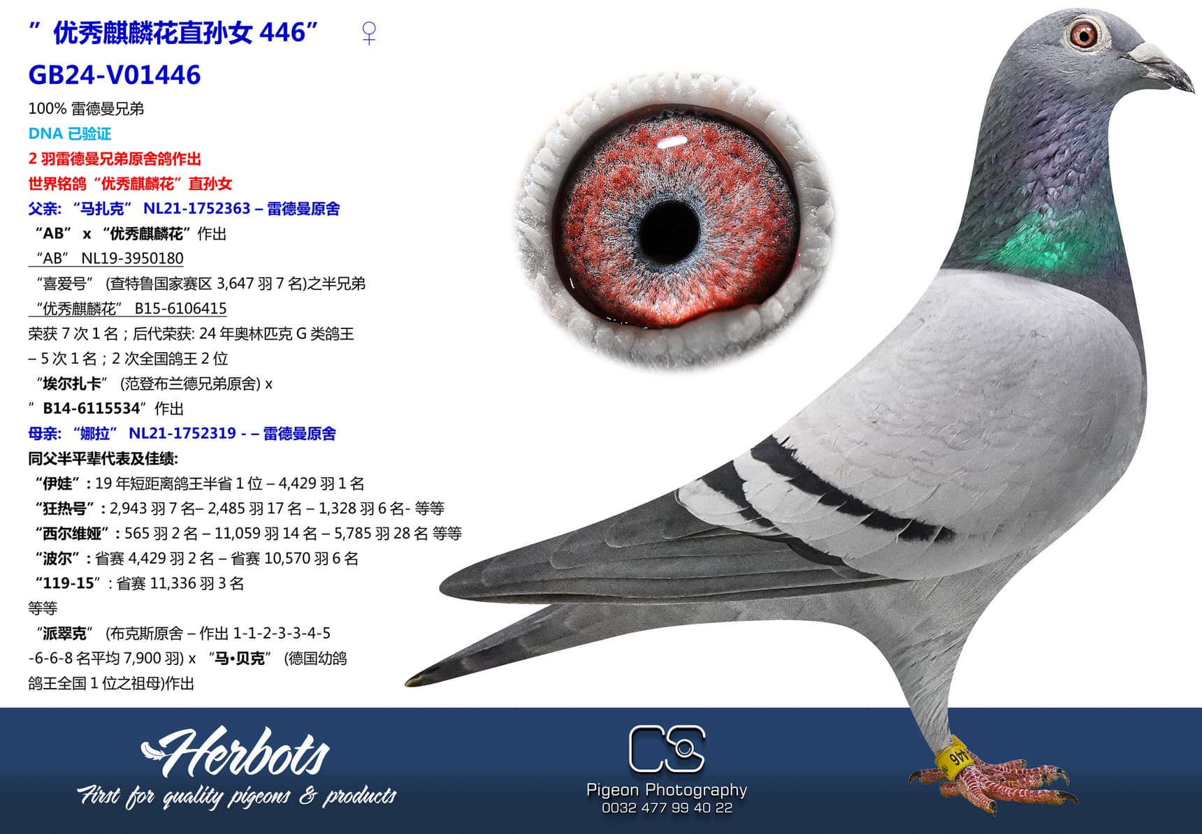 pigeon: ”优秀麒麟花直孙女446”