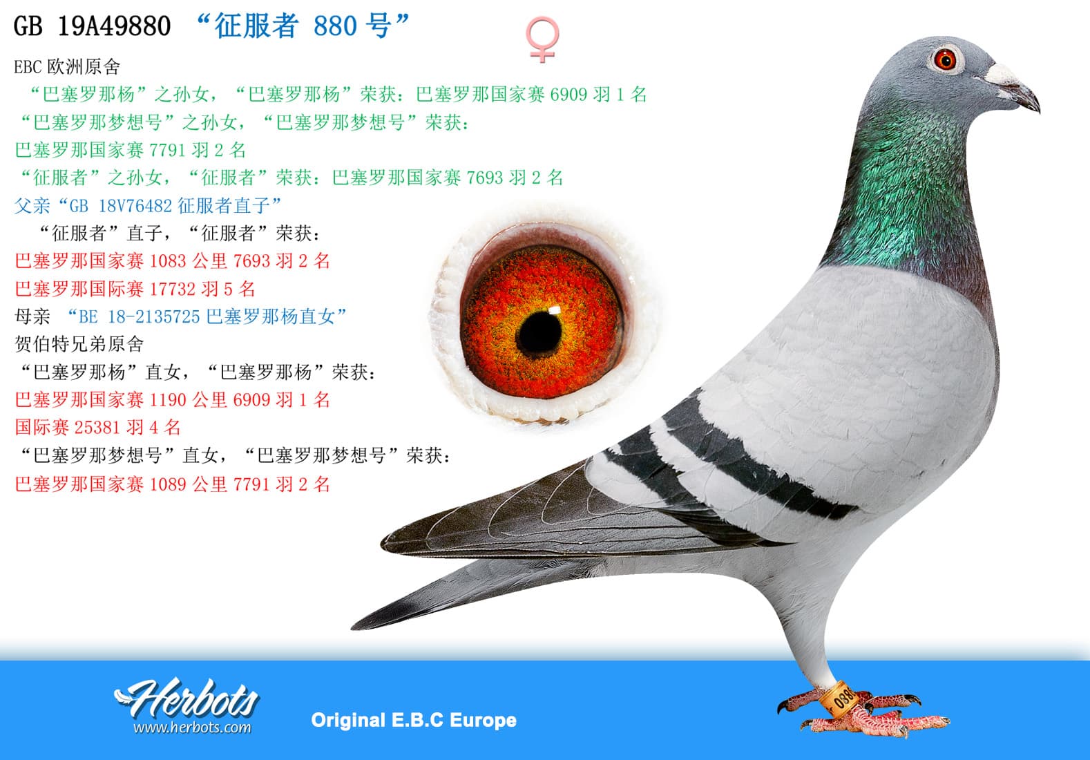 pigeon: “征服者 880号”