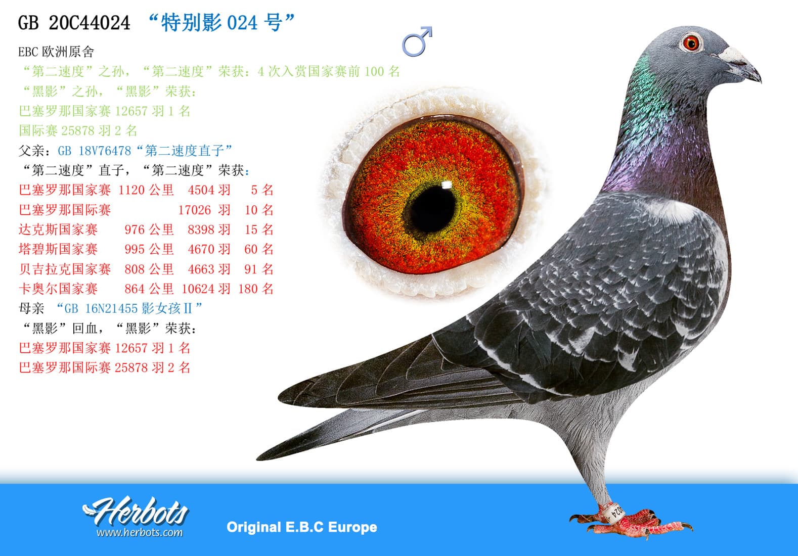 pigeon: undefined