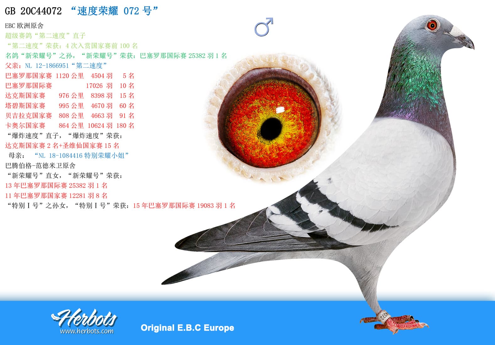 pigeon: “速度荣耀 072号”