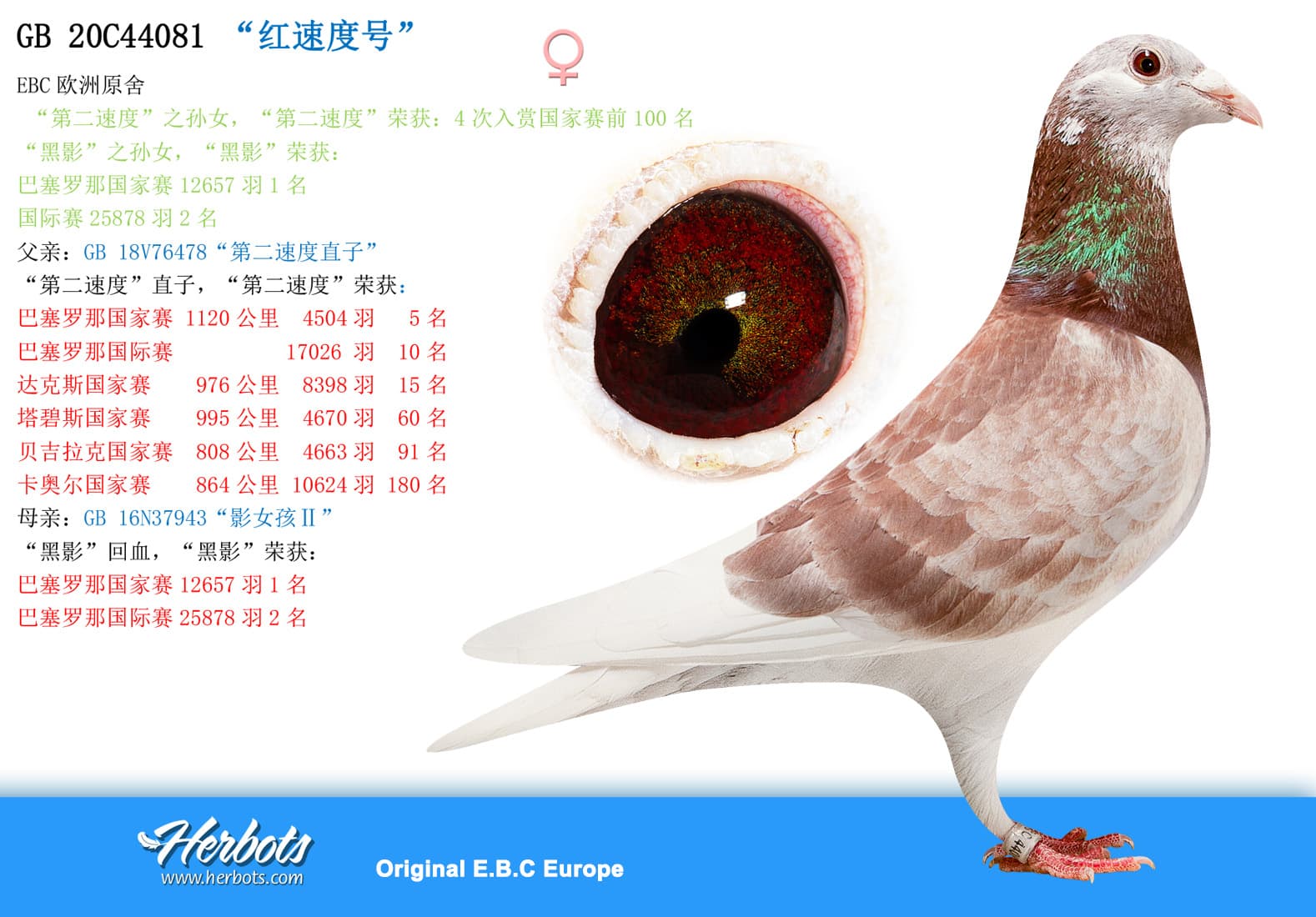 pigeon: undefined