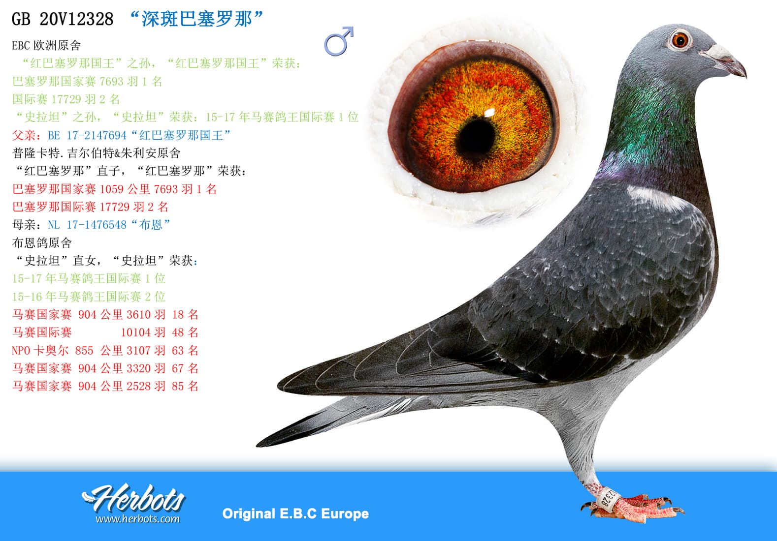 pigeon: undefined