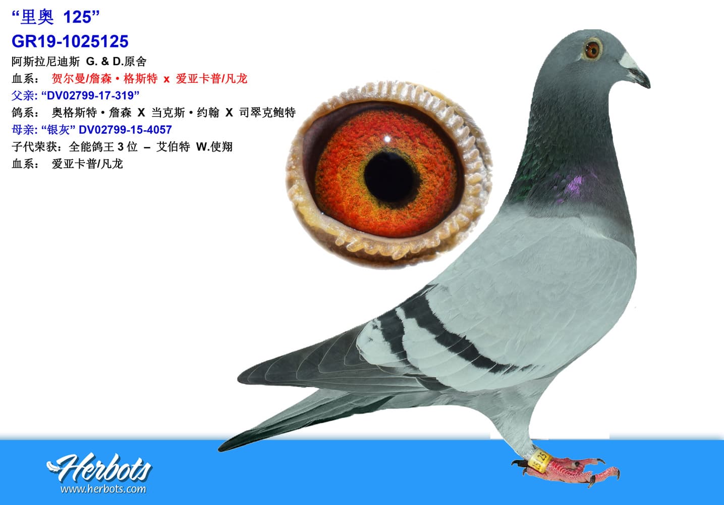 pigeon: “里奥 125”