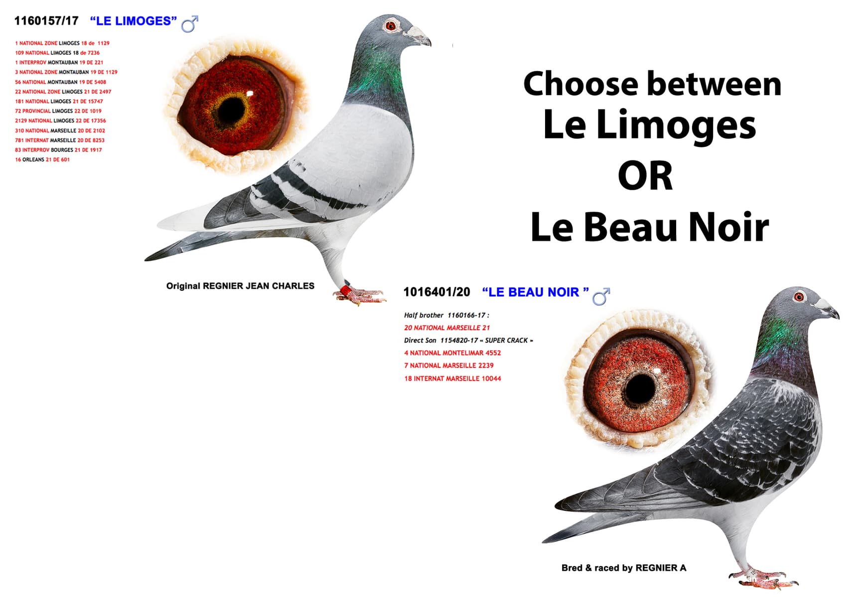 pigeon: undefined