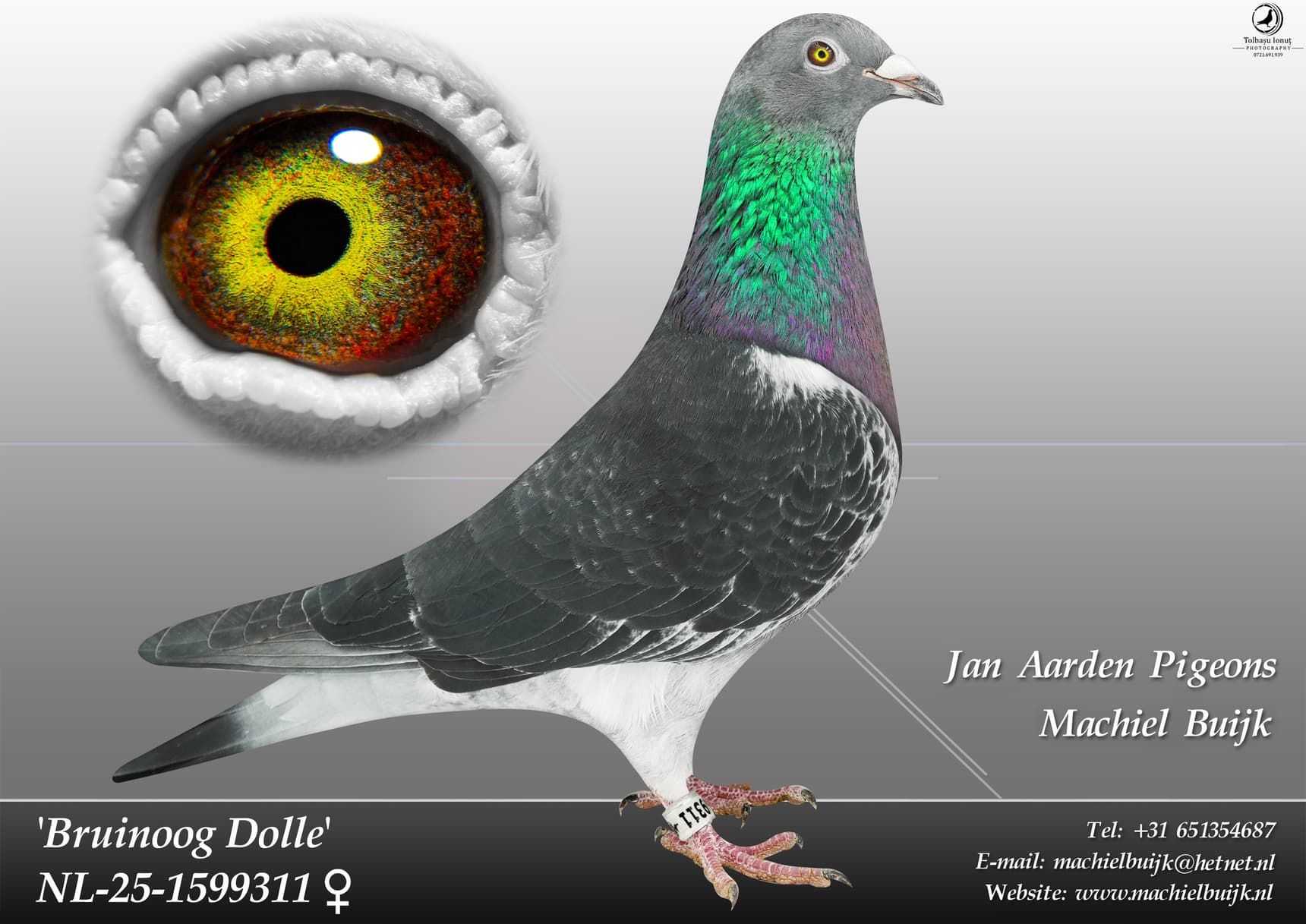 pigeon: undefined