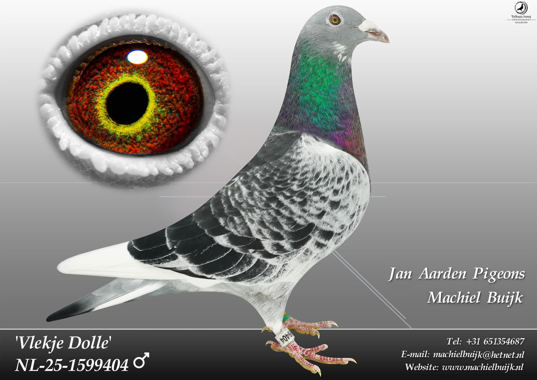 pigeon: undefined