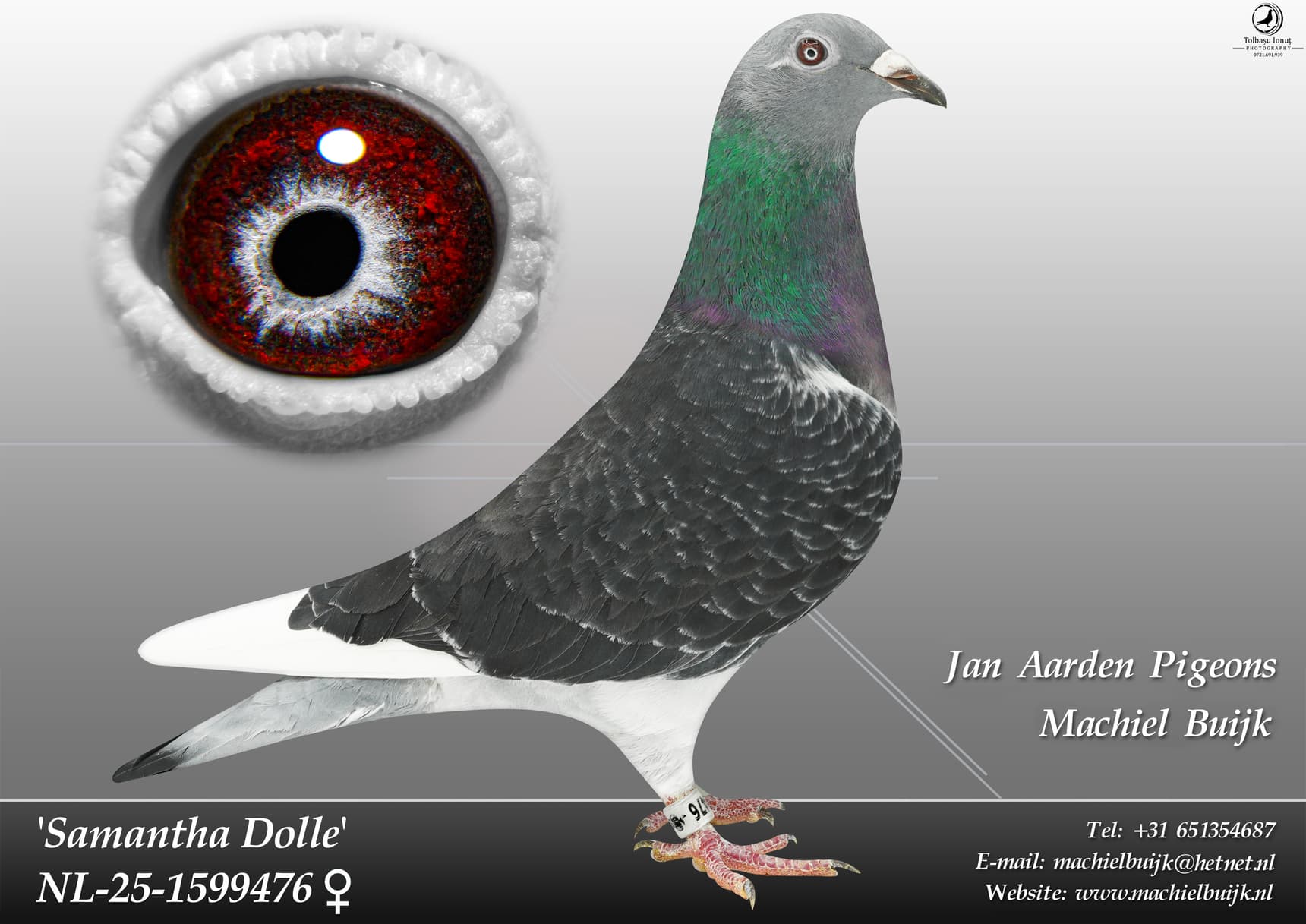 pigeon: undefined