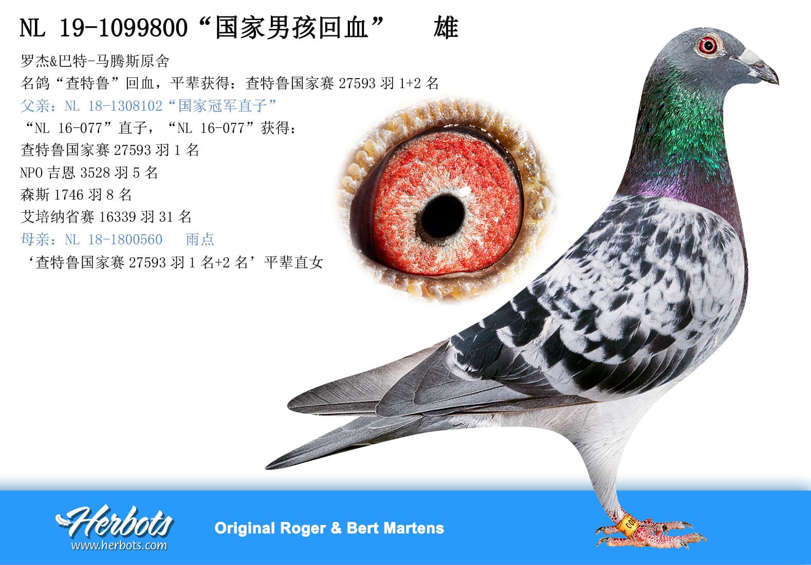 pigeon: undefined