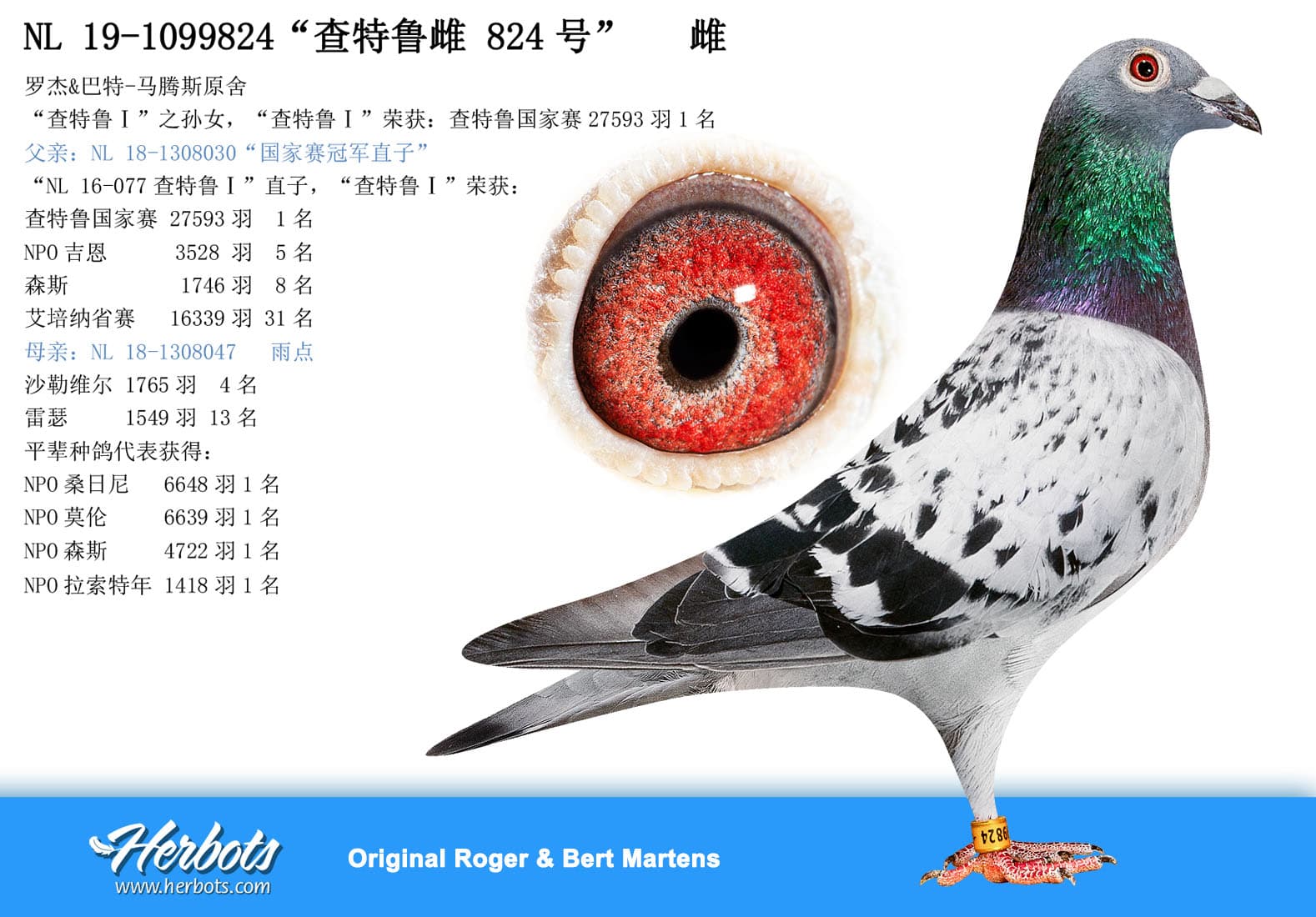 pigeon: undefined