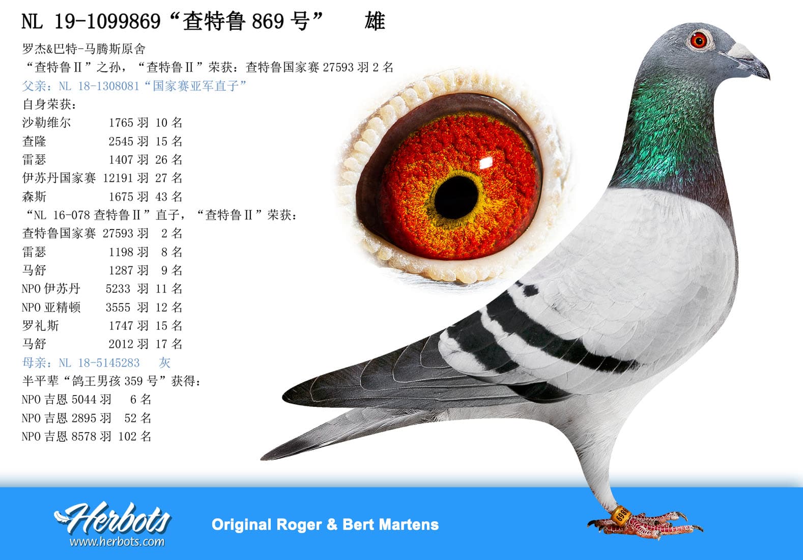 pigeon: undefined