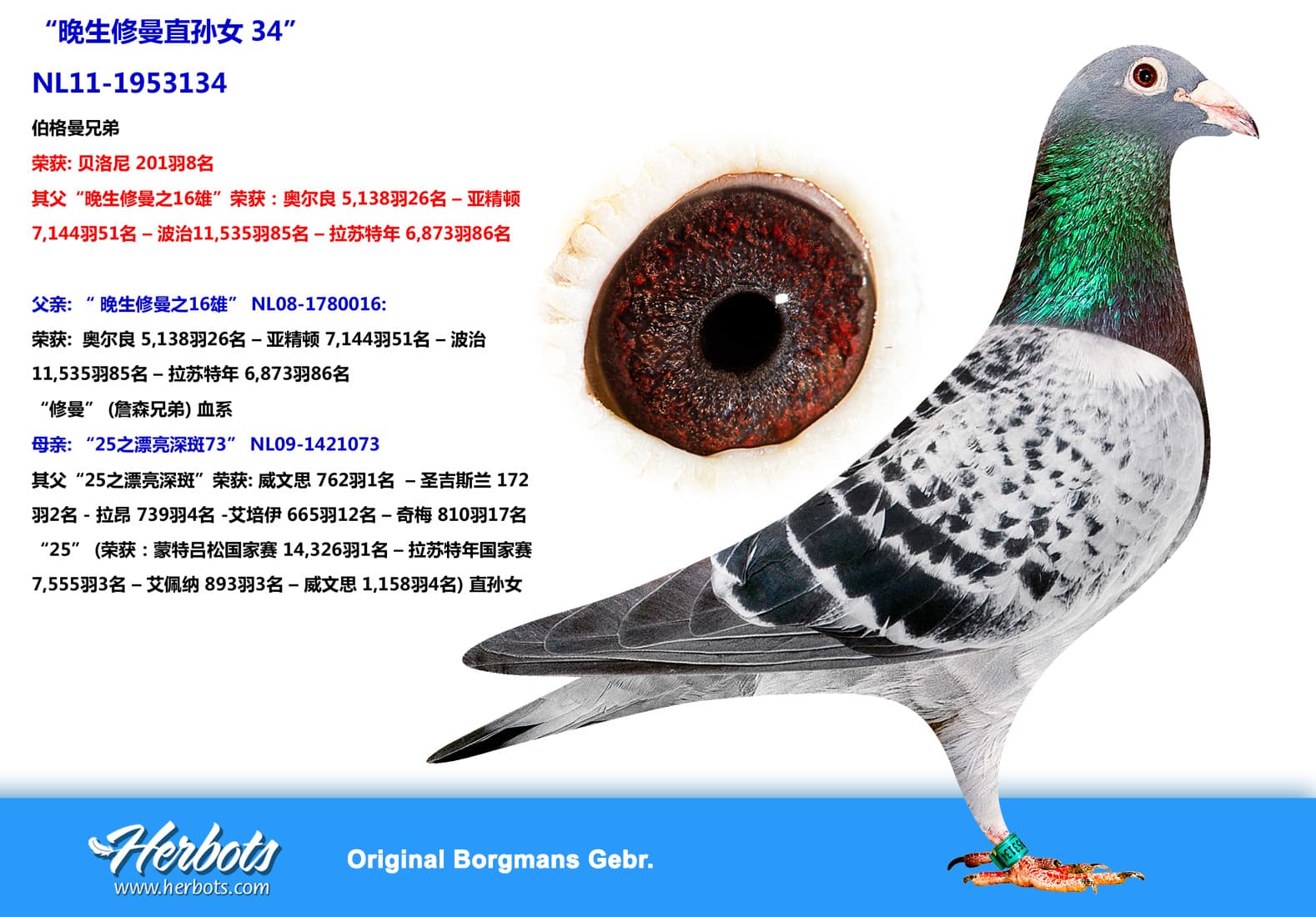 pigeon: “晚生修曼直孙女34”