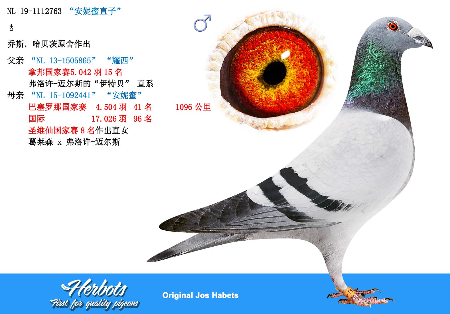 pigeon: “安妮蜜直子”