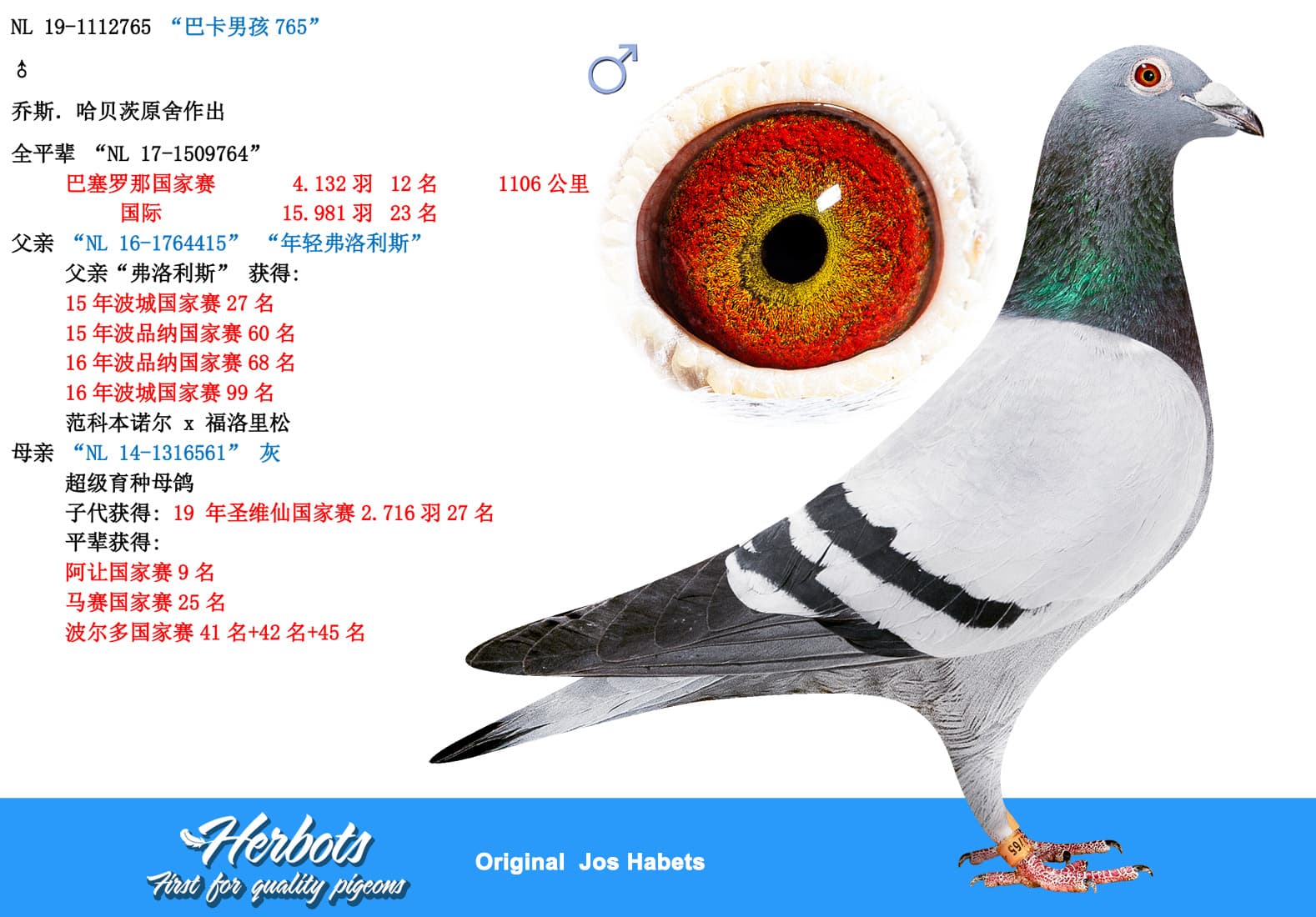 pigeon: “巴卡男孩765”