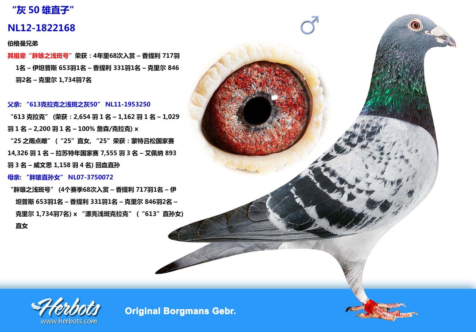 pigeon: “灰50雄直子”