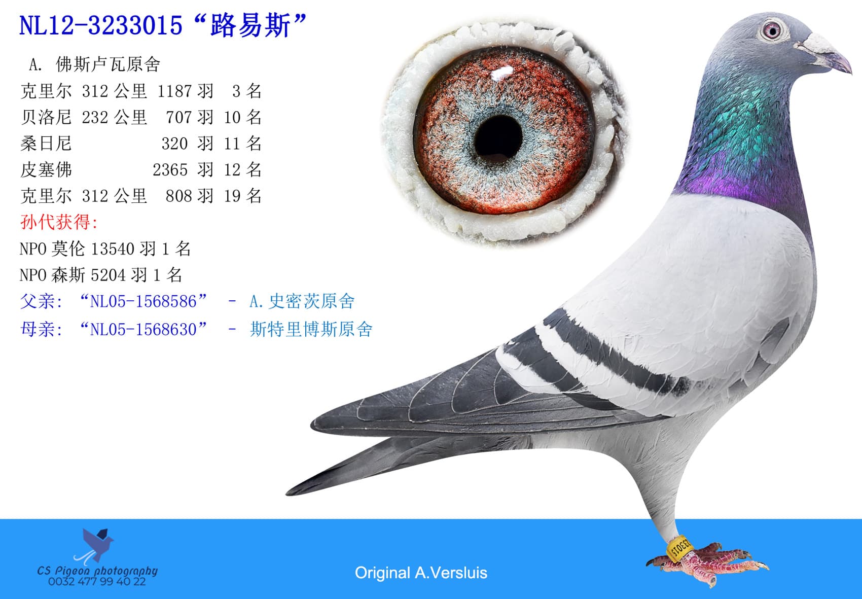 pigeon: “路易斯”