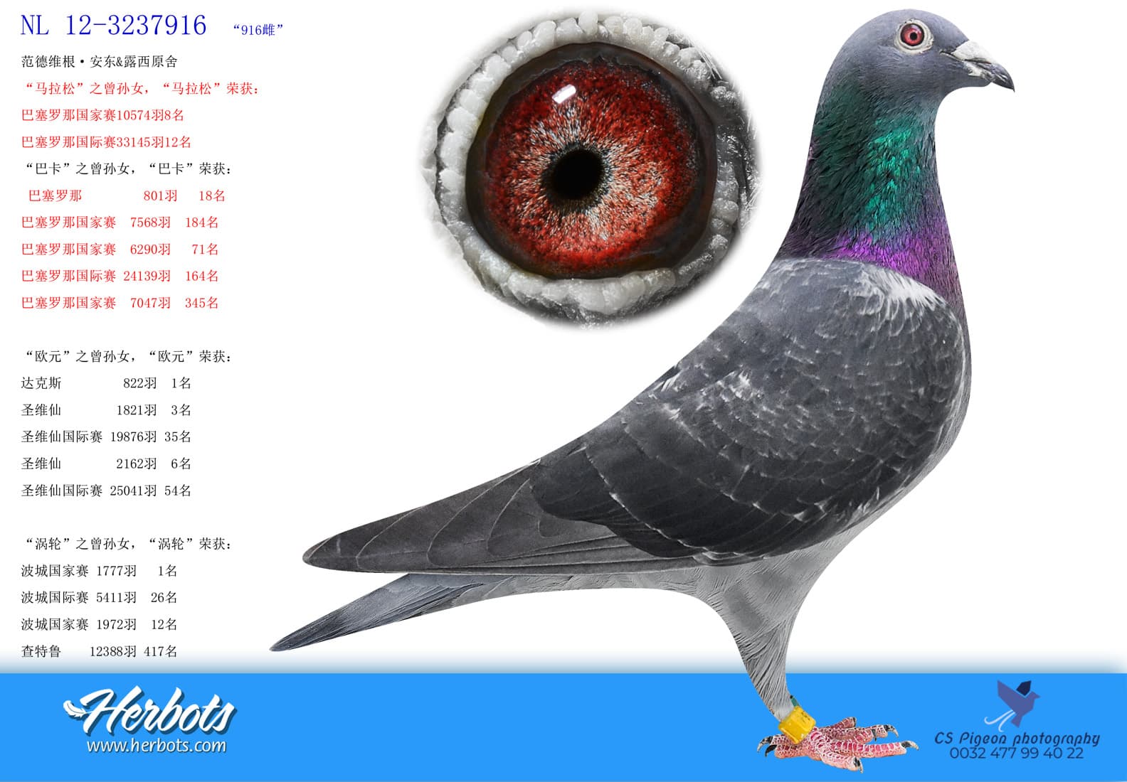 pigeon: “916雌”