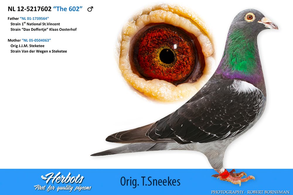 pigeon: undefined