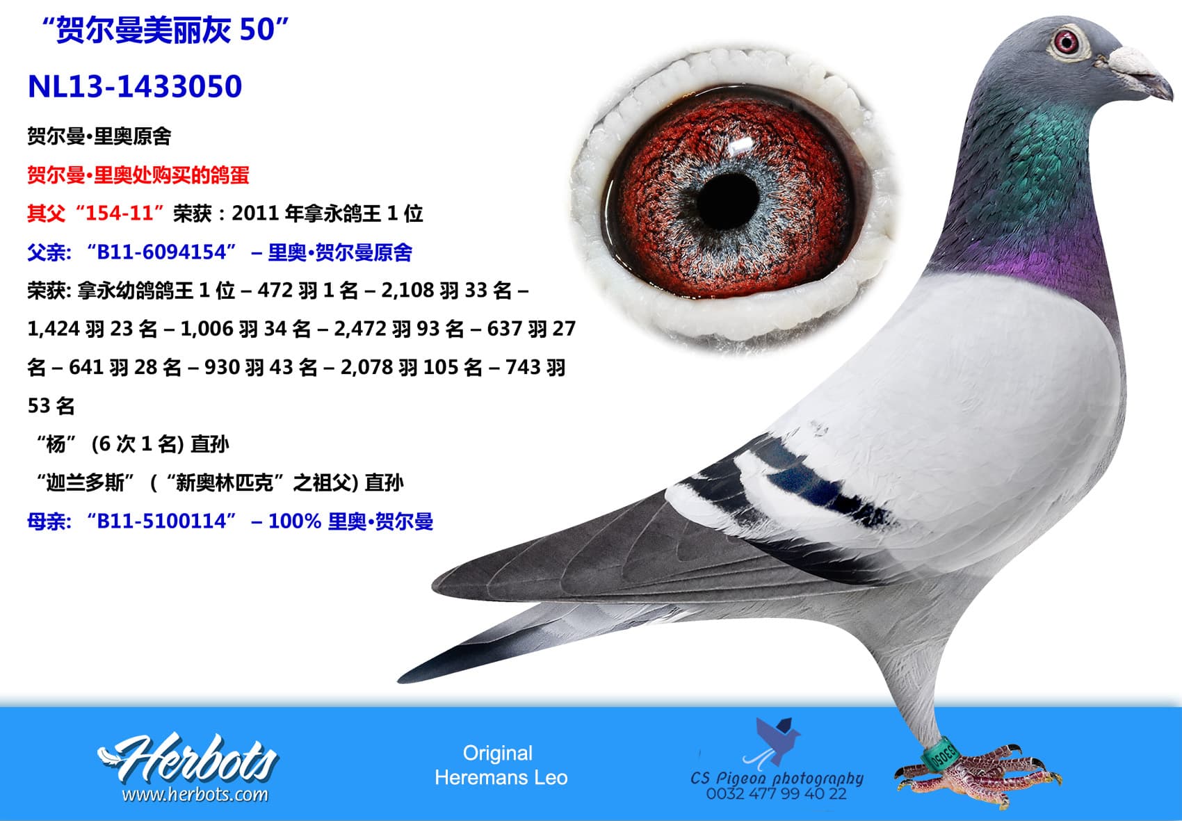 pigeon: “贺尔曼美丽灰50”