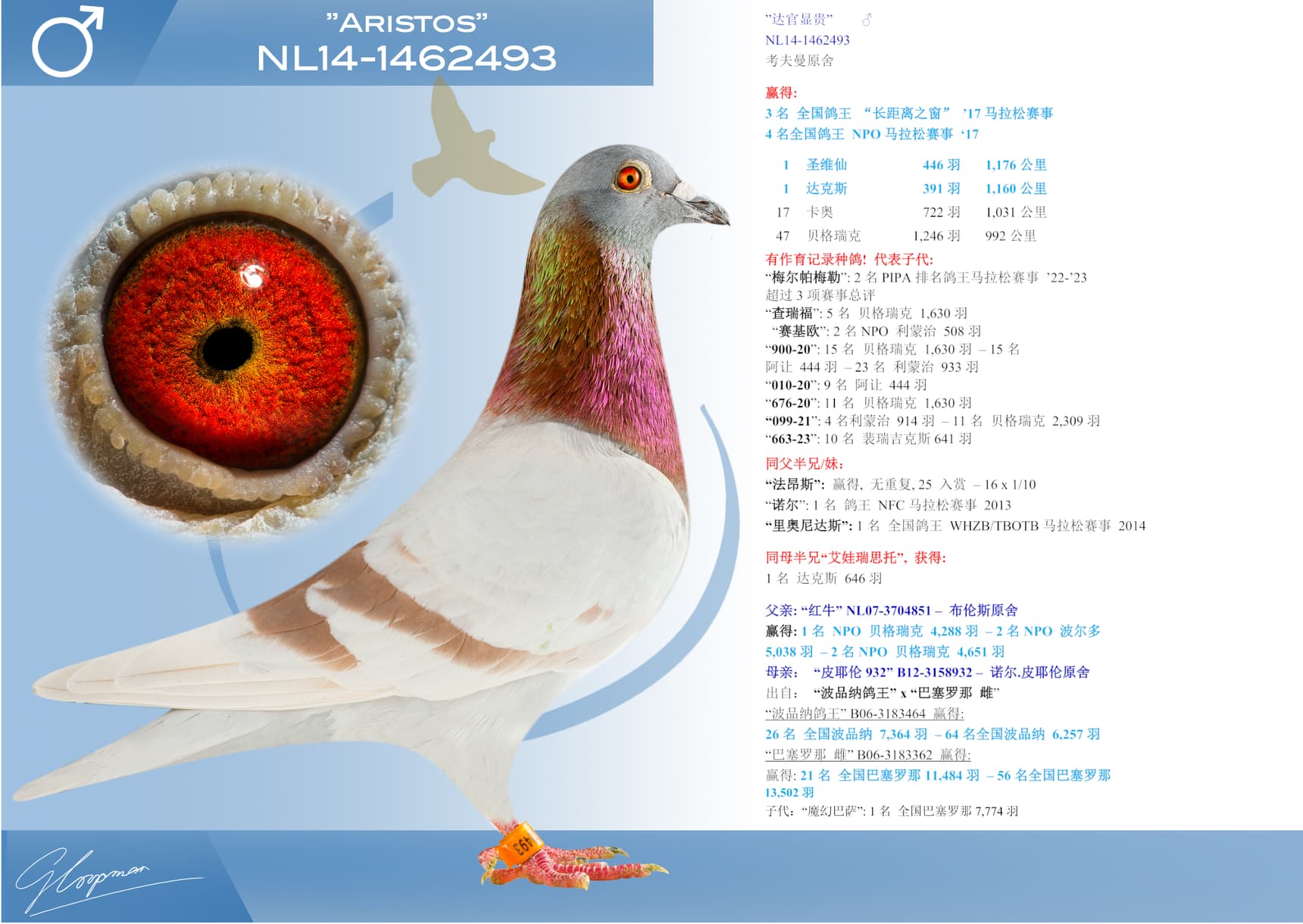 pigeon: "达官显贵"