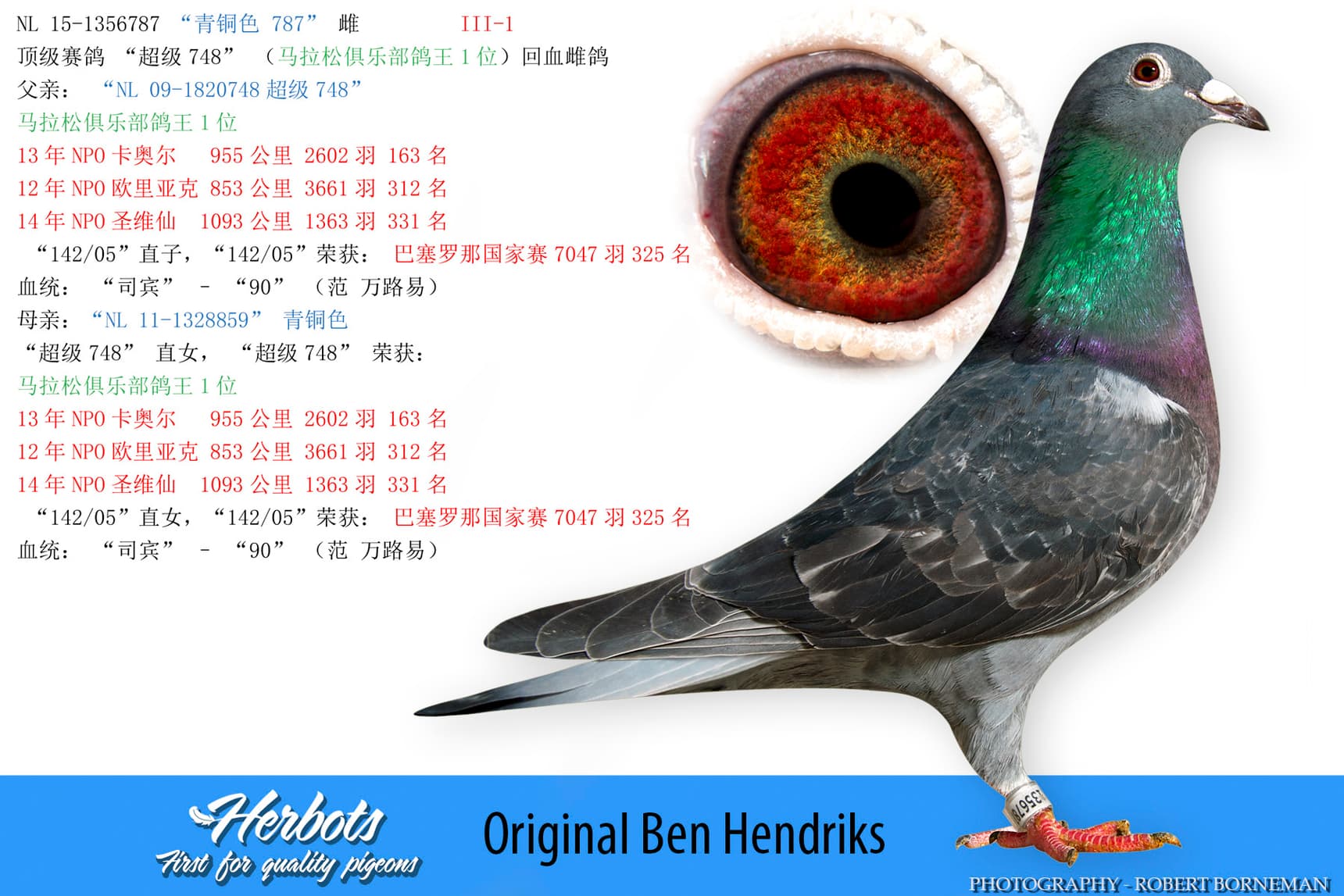 pigeon: undefined