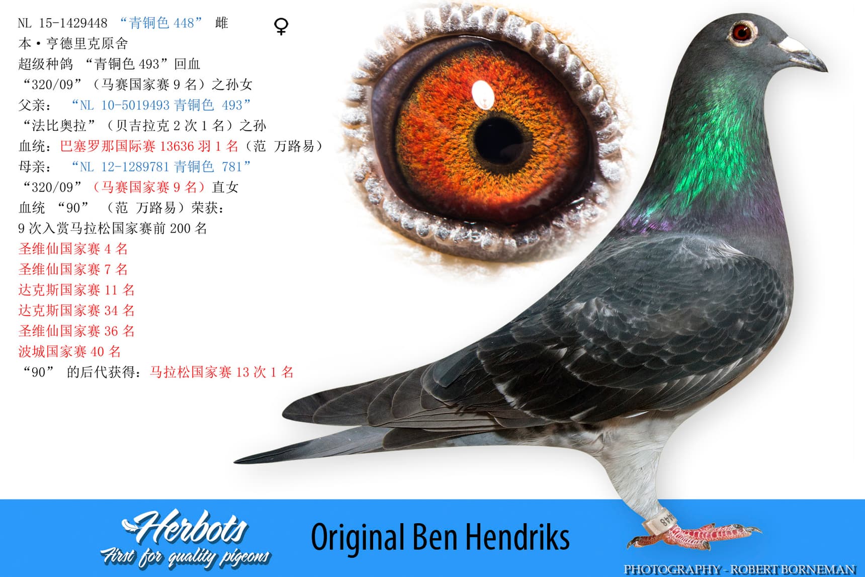 pigeon: undefined