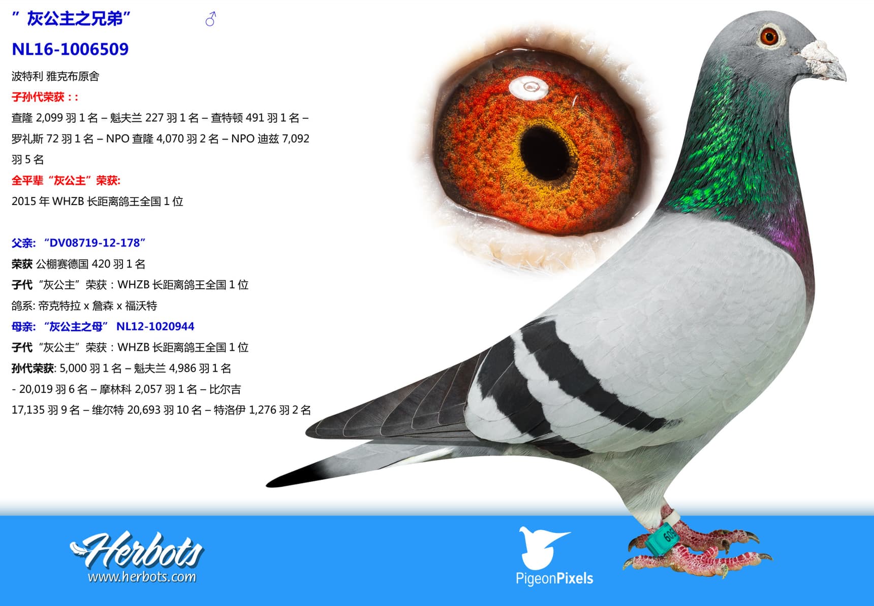 pigeon: undefined