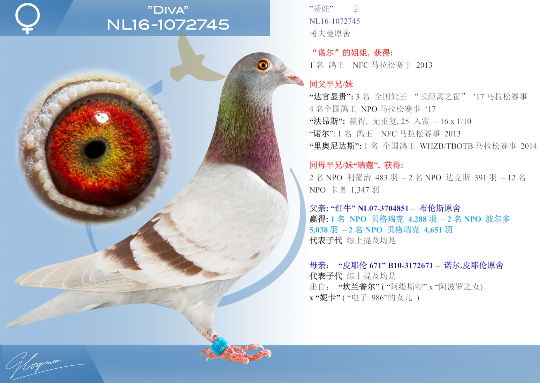 pigeon: undefined