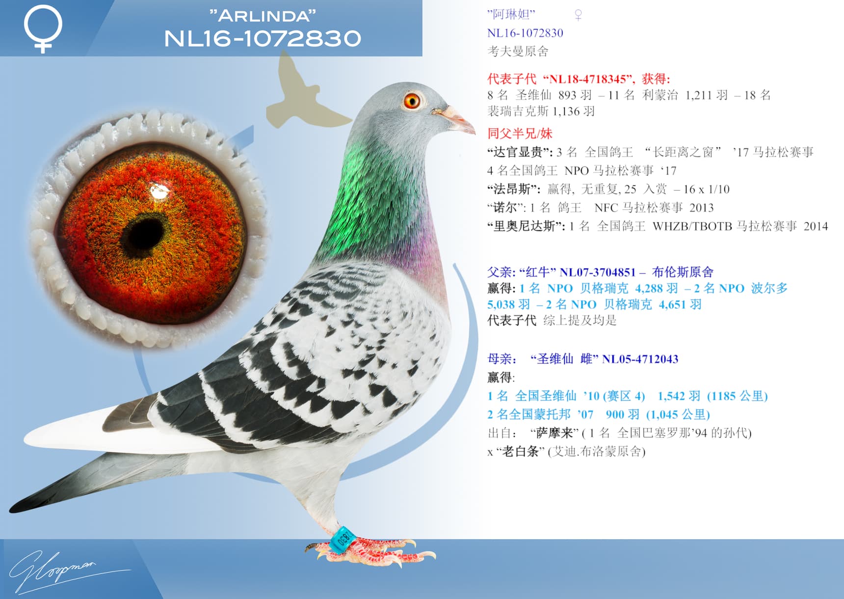 pigeon: ”阿琳妲”