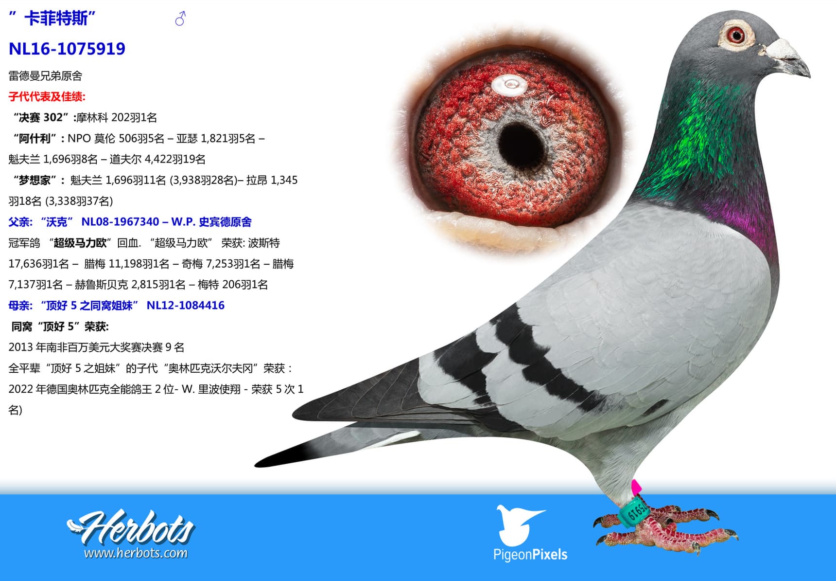 pigeon: undefined