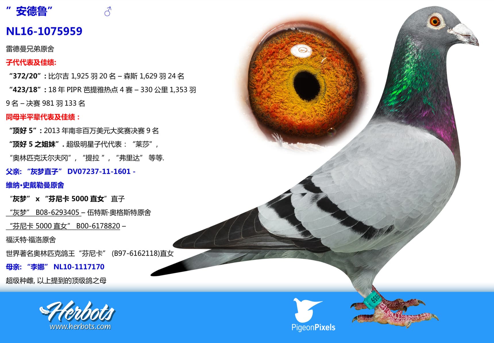 pigeon: undefined