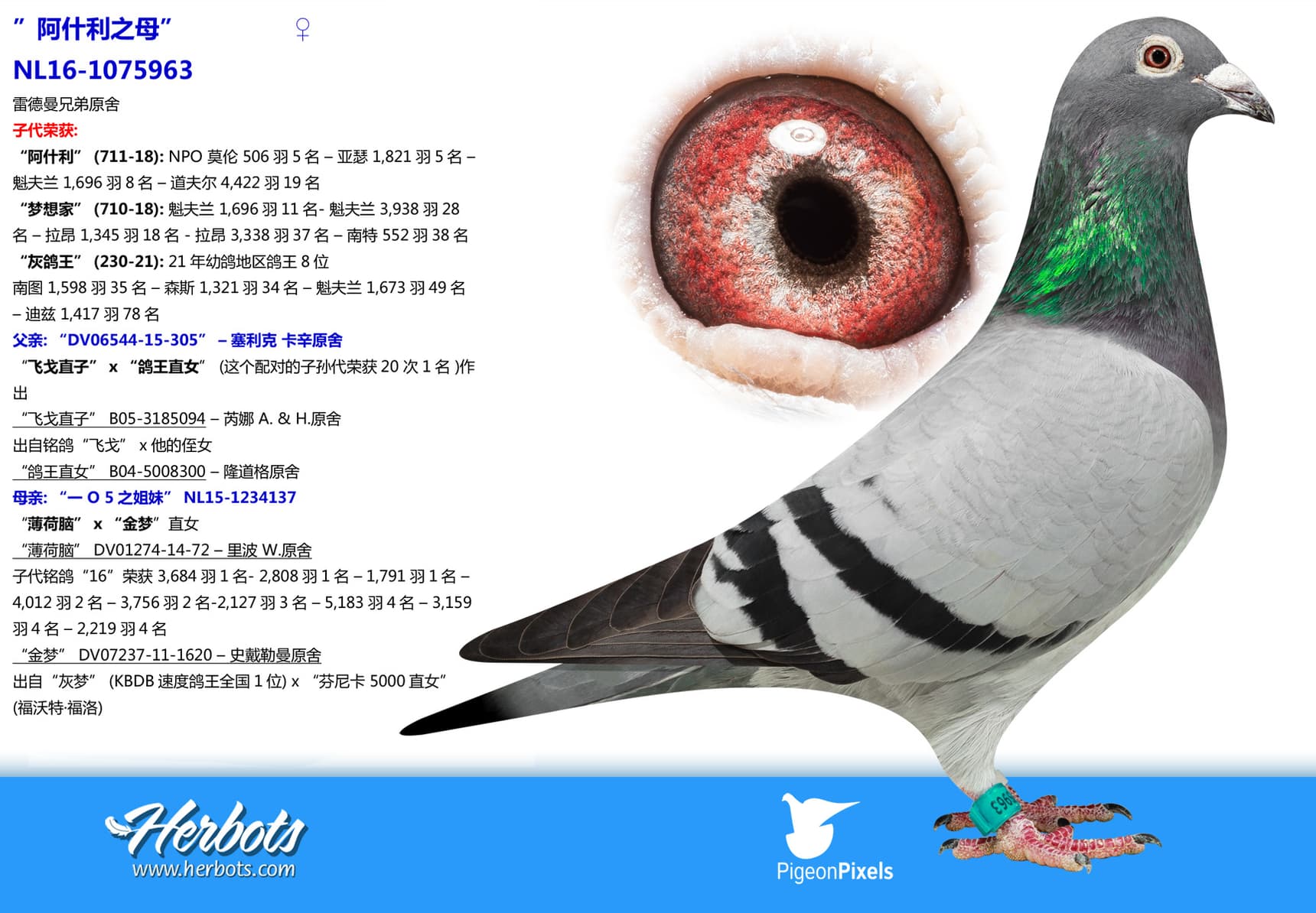 pigeon: undefined