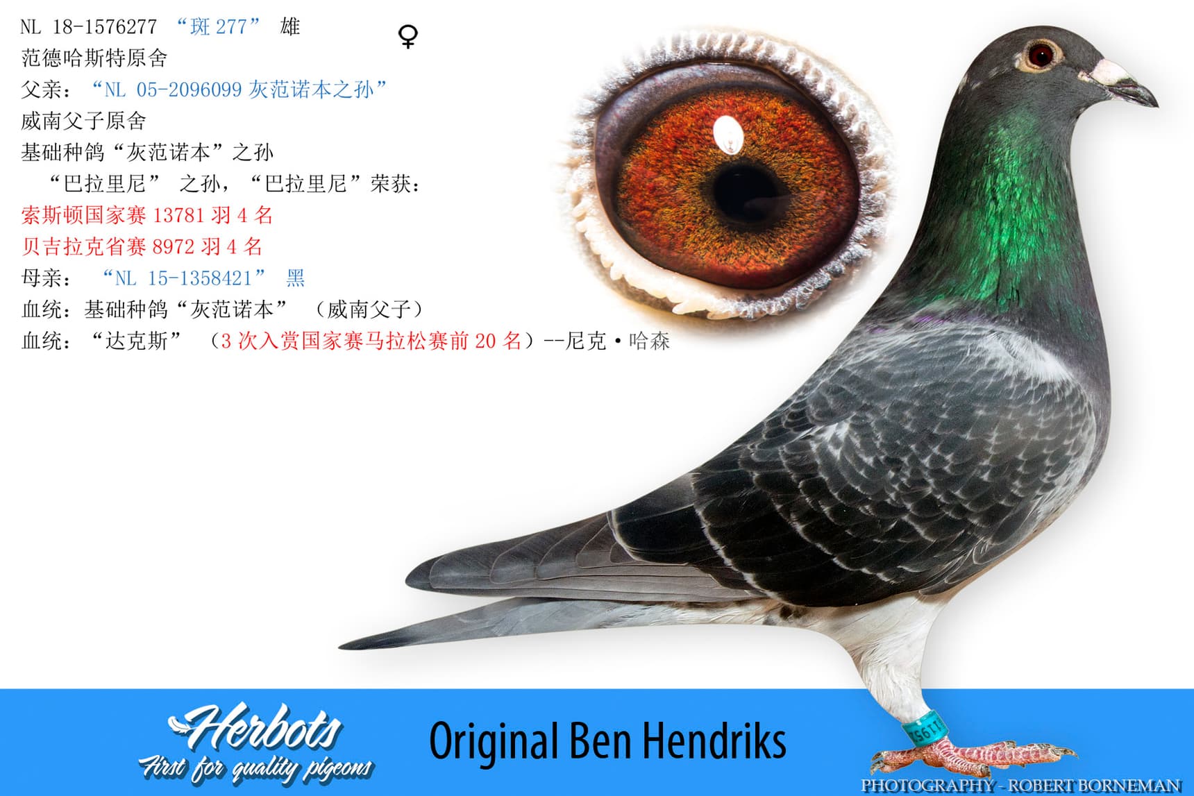 pigeon: undefined