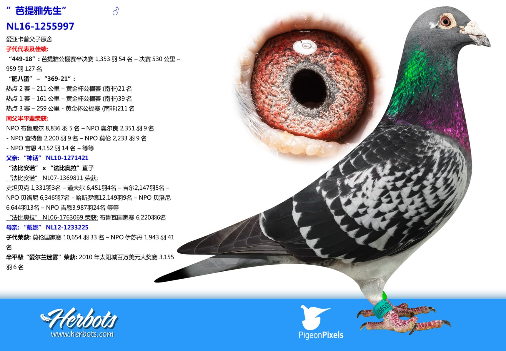 pigeon: undefined