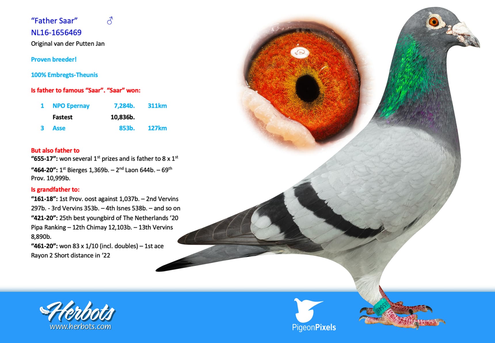 pigeon: undefined
