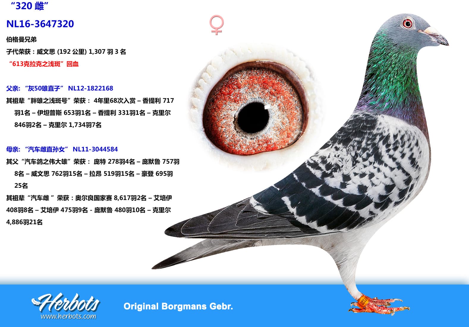 pigeon: “320雌”