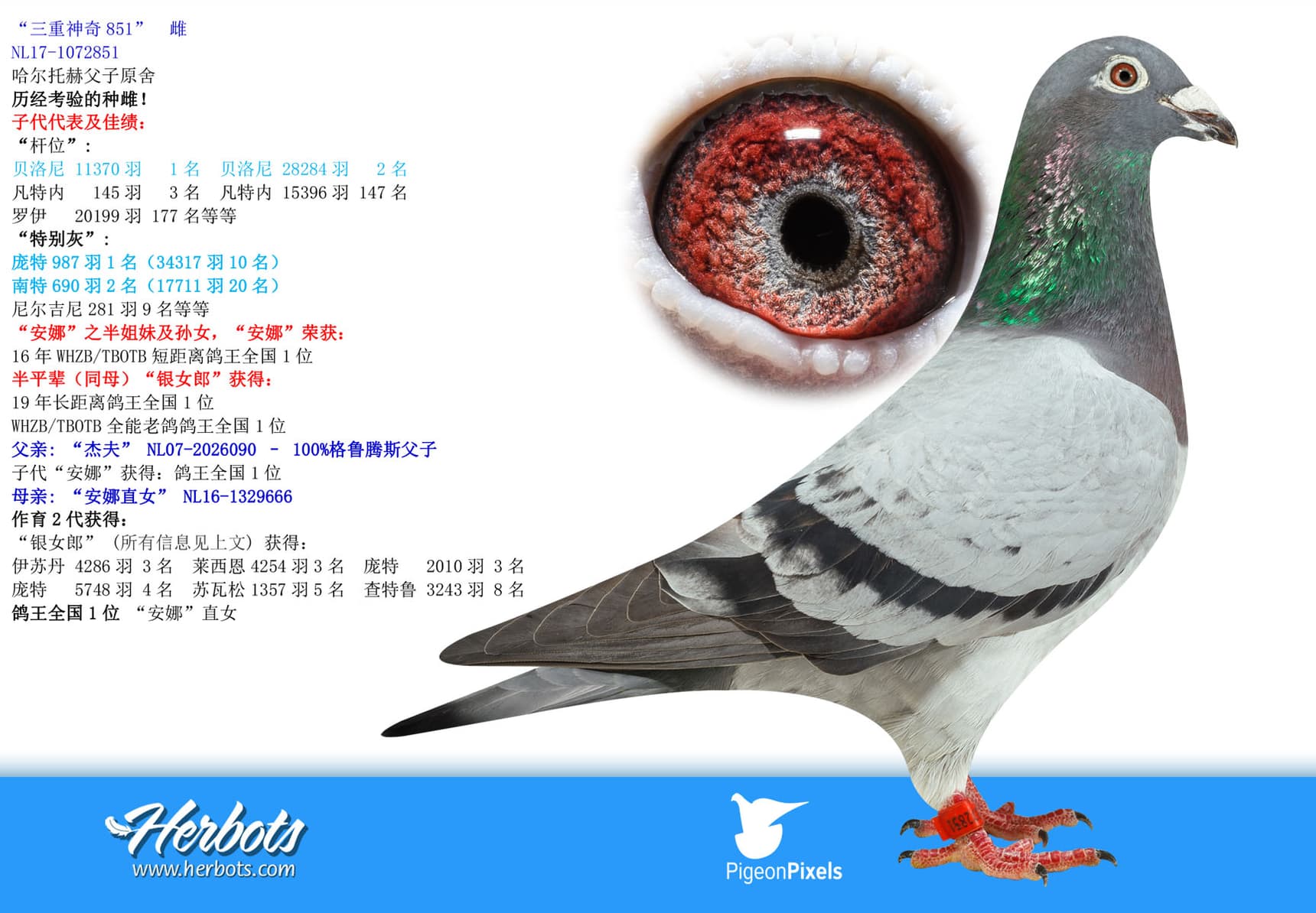 pigeon: “三重神奇851”
