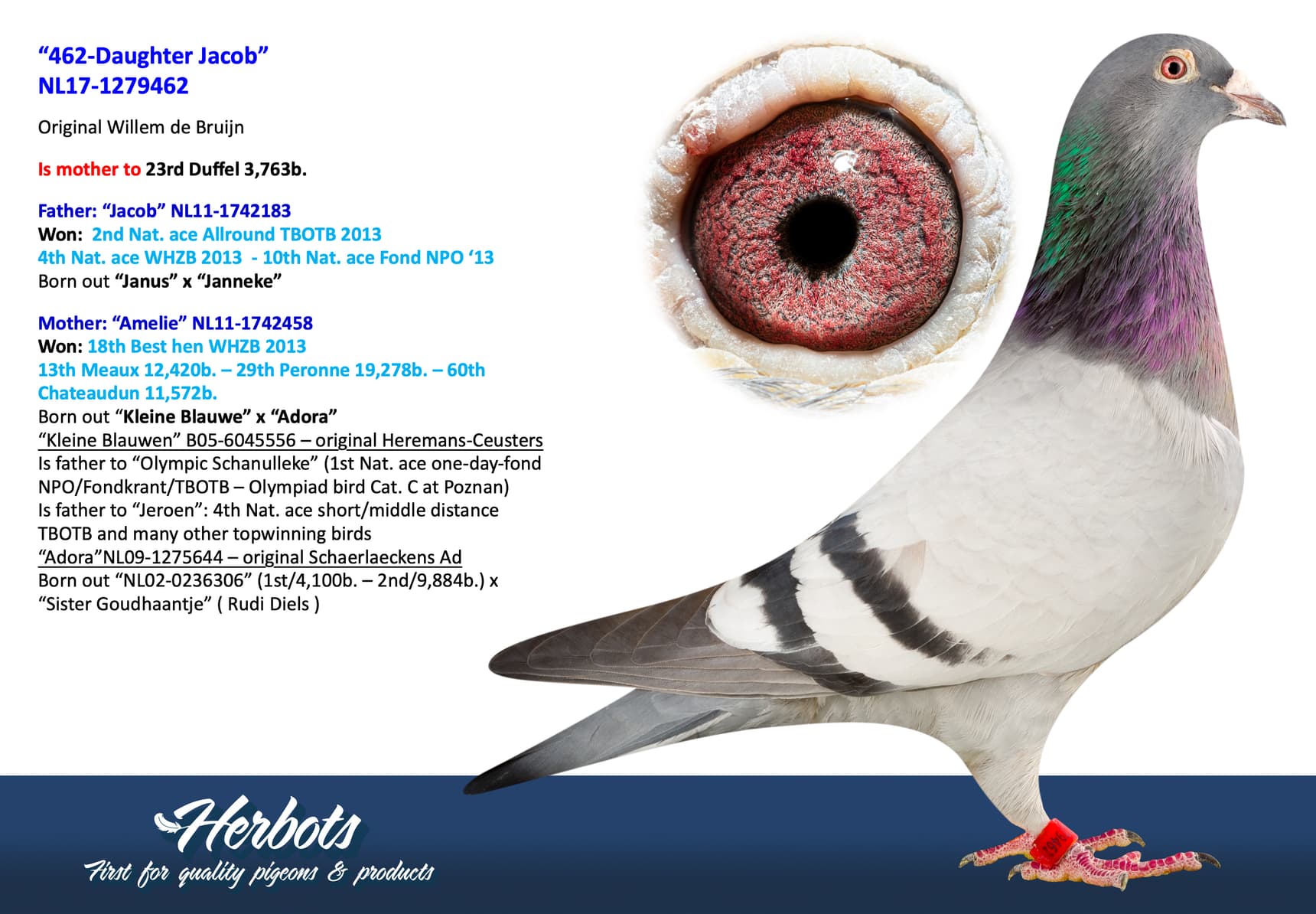 pigeon: undefined